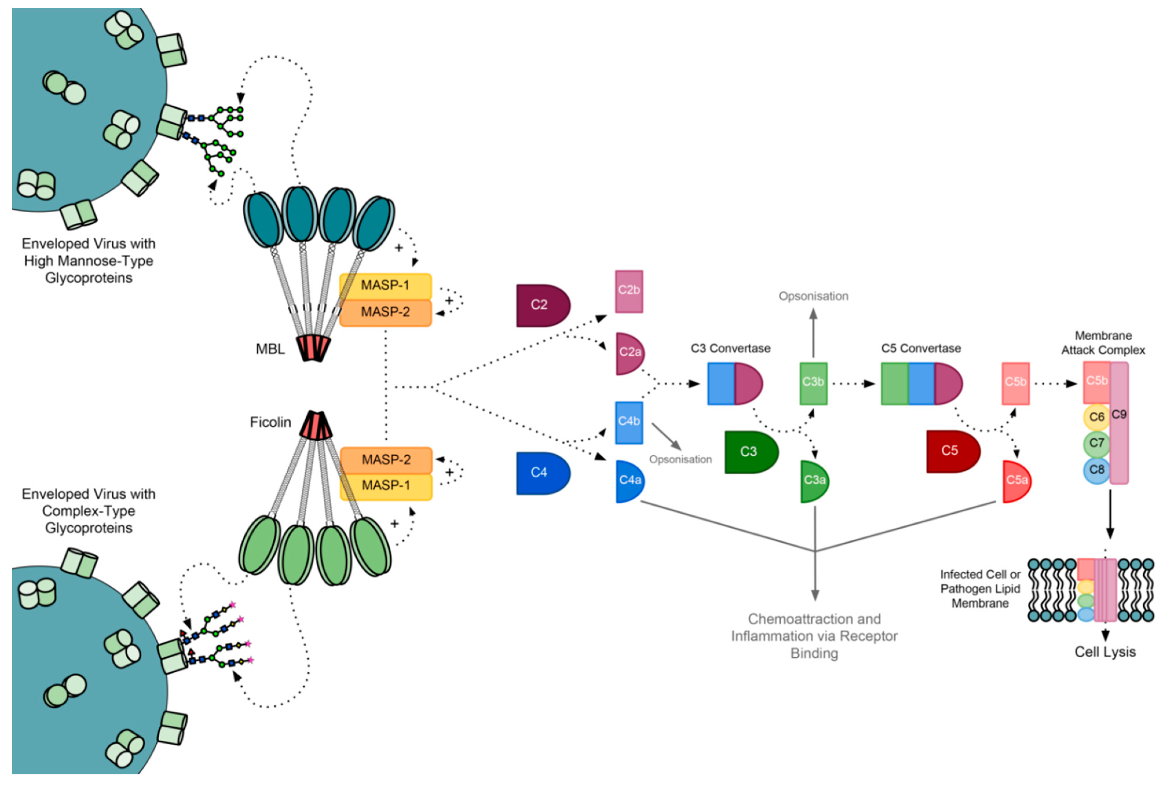 Molecules Free Full Text Human Lectins And Their Roles In Viral Infections Html