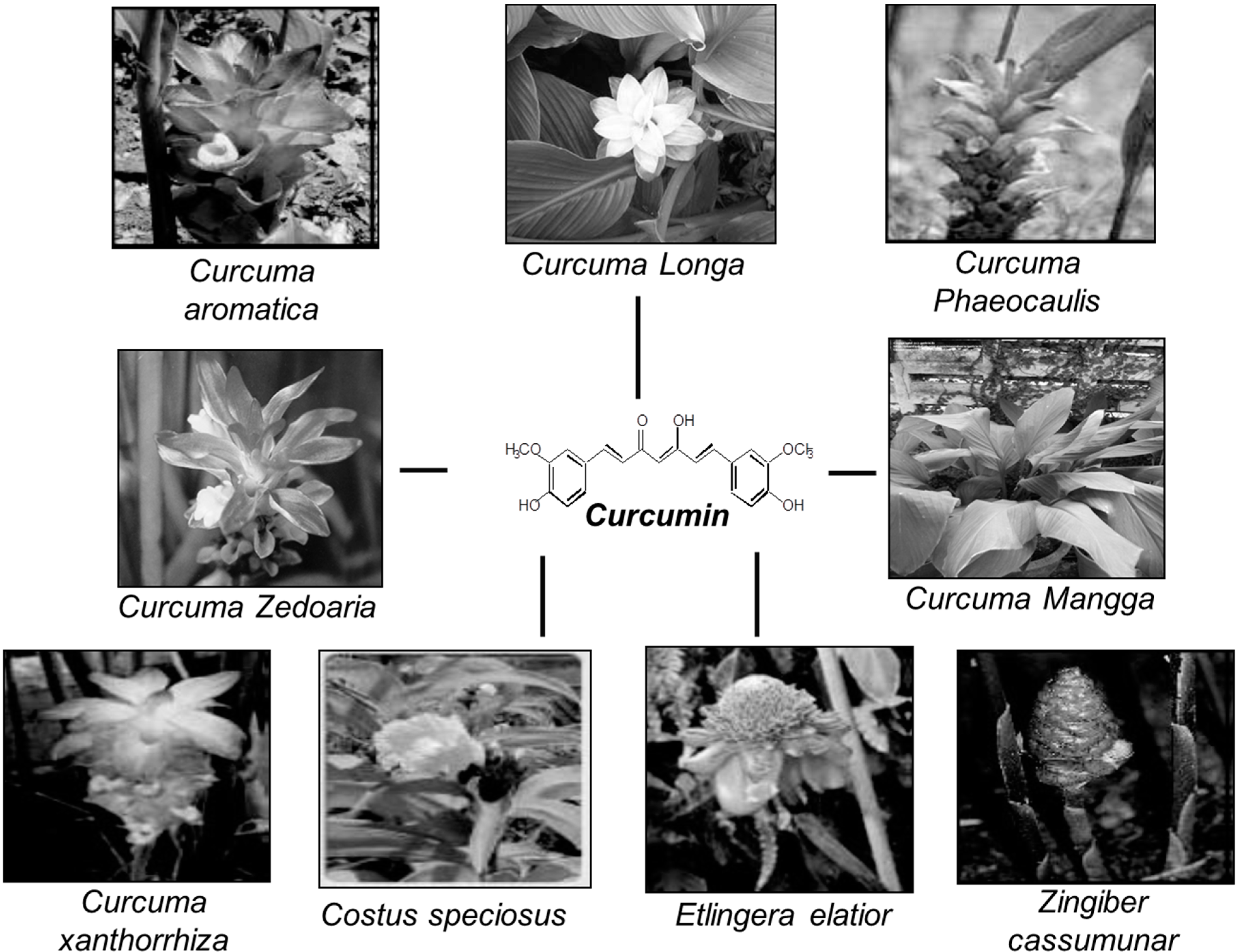 Molecules 20 02728 g001