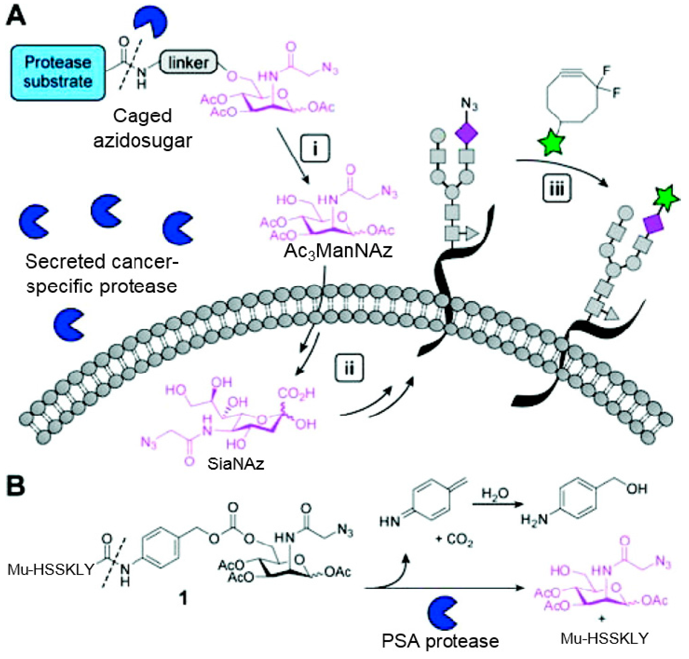 Molecules 20 03190 g008