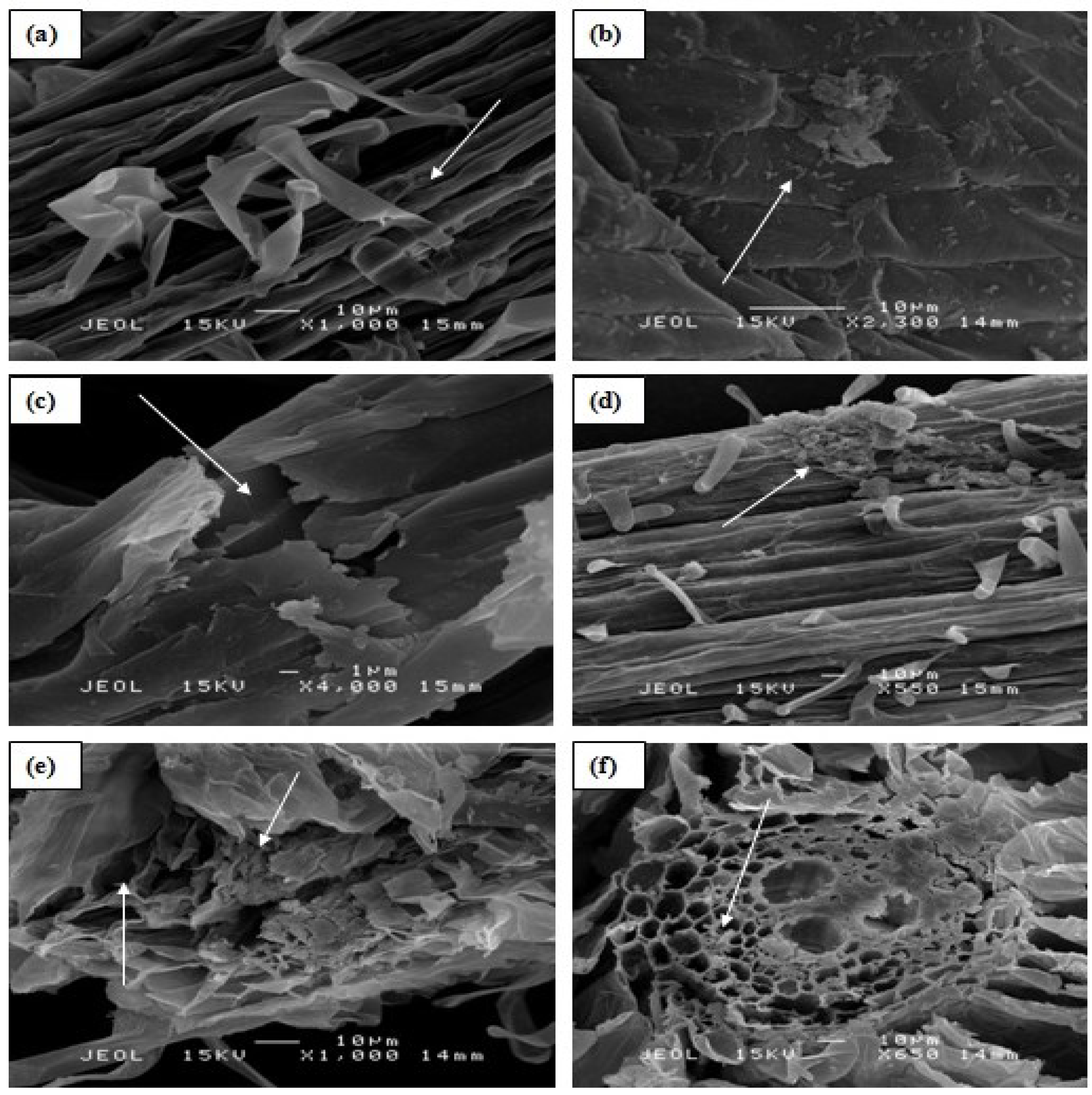 Molecules 20 03628 g004 550