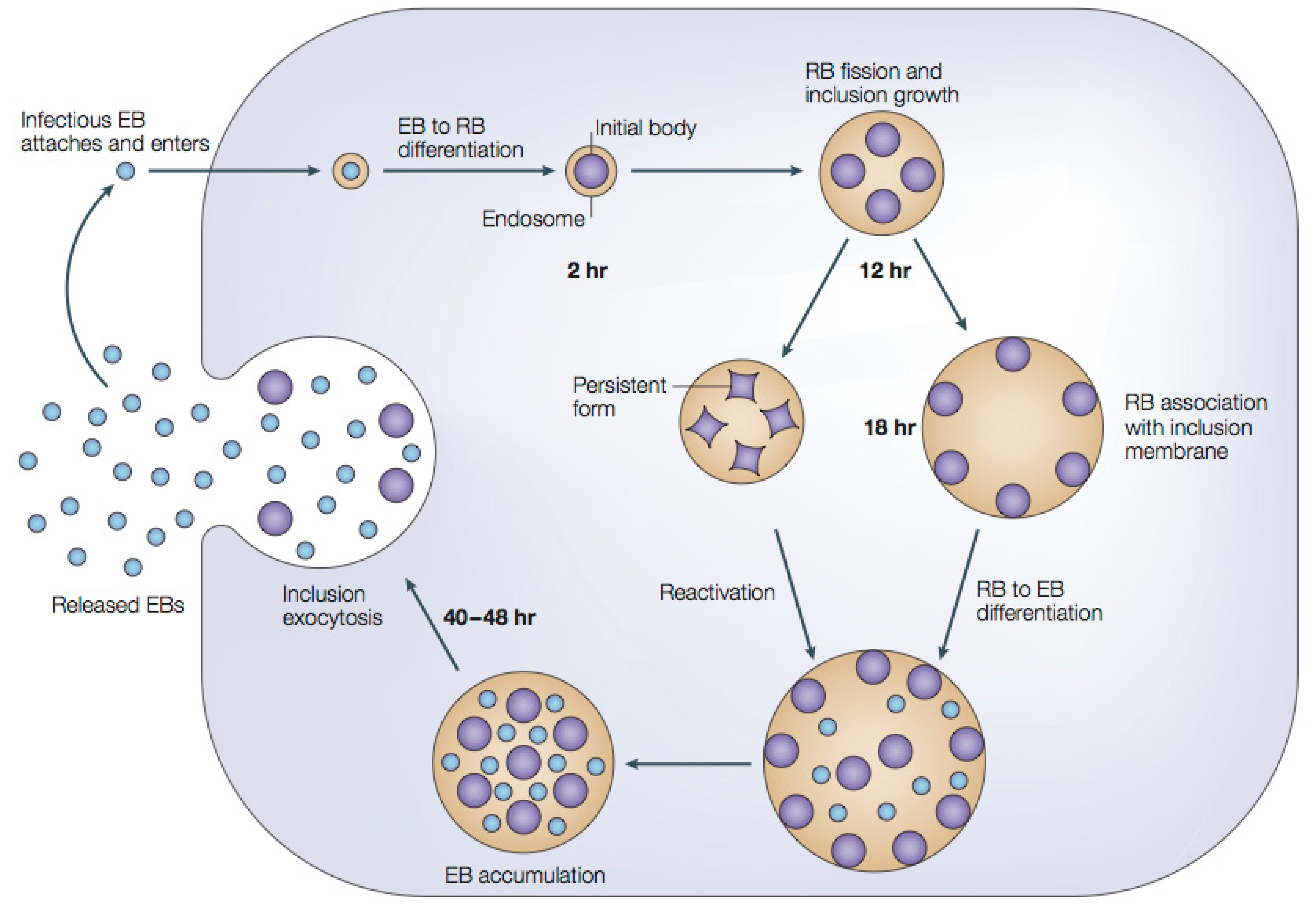 Chlamydial Inclusion Bodies