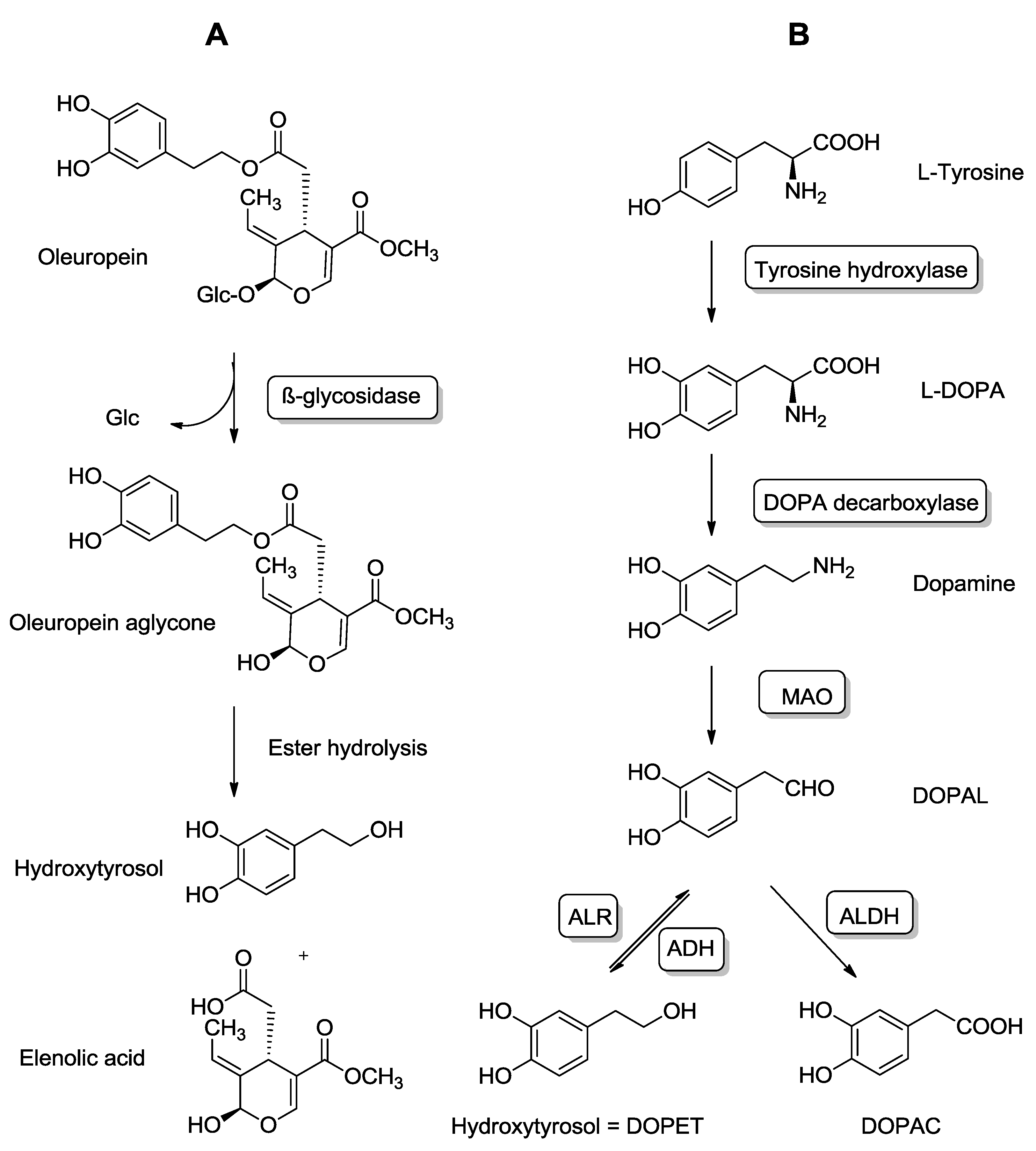 Molecules 20 04655 g002