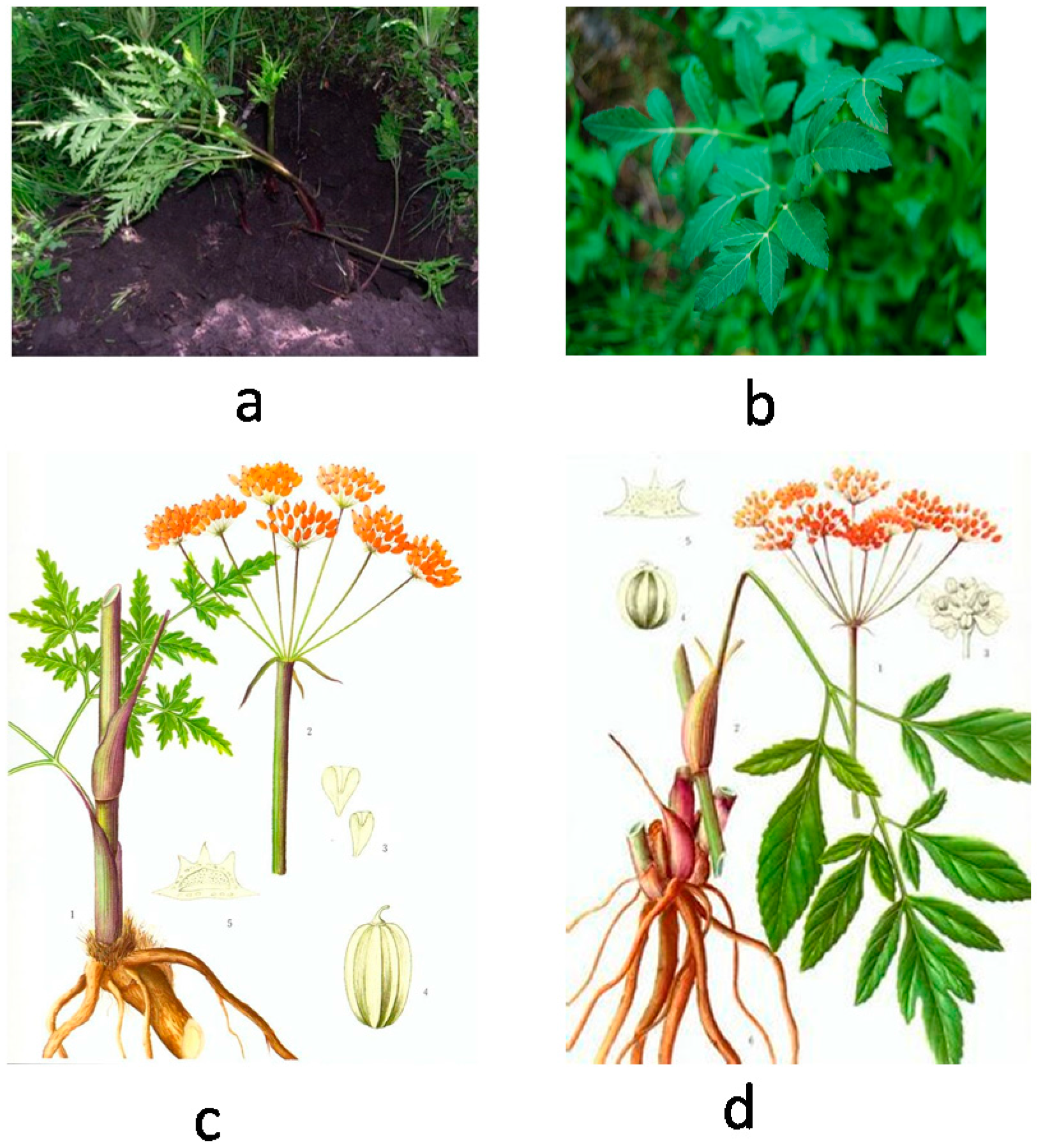 Molecules 20 05062 g005