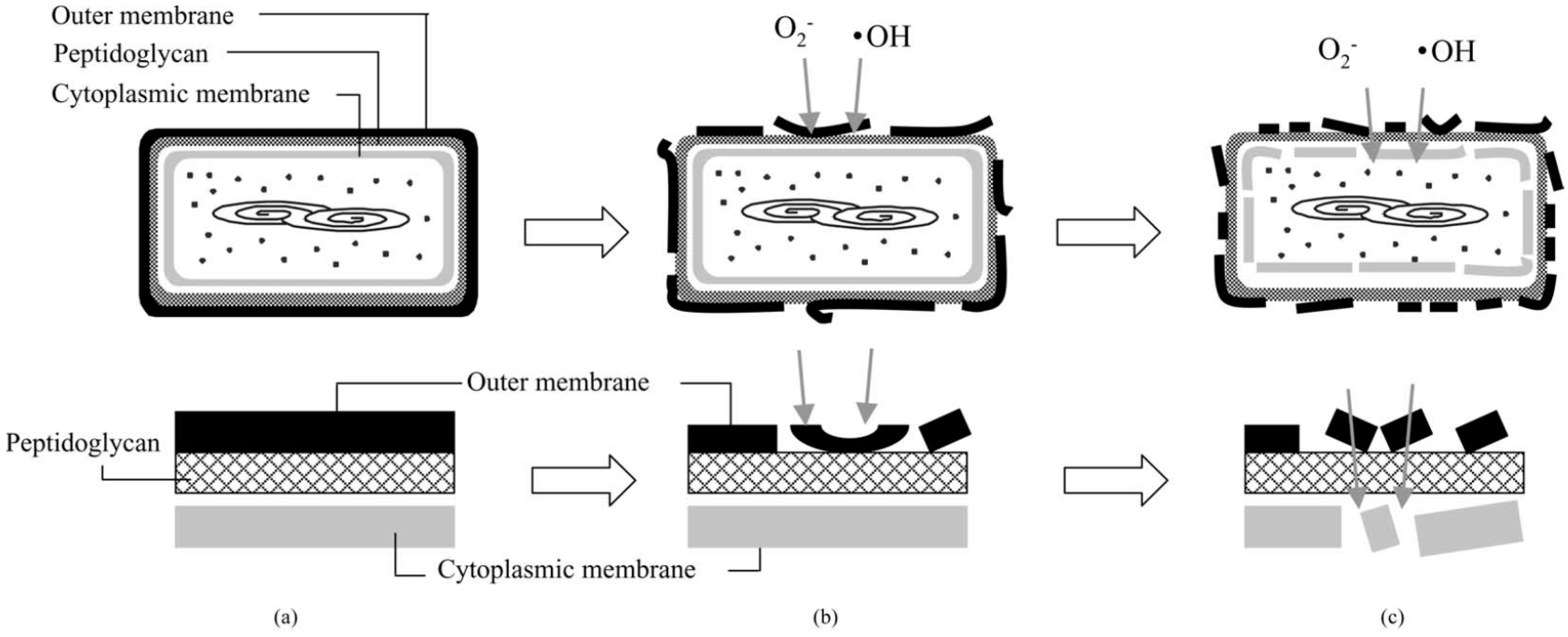 Molecules 20 05574 g003