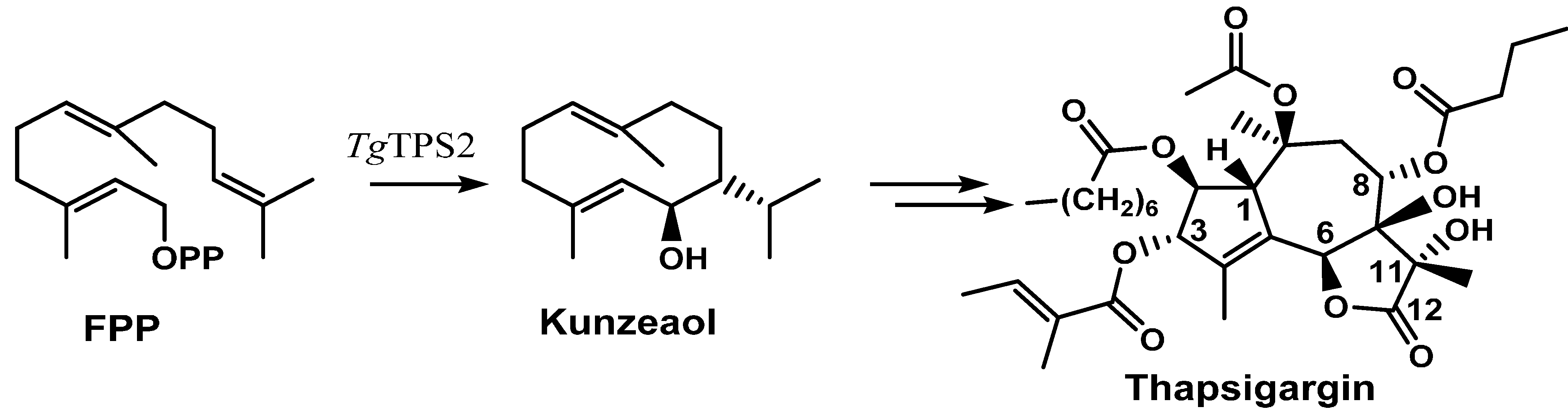 Molecules Free FullText Thapsigargin—From Thapsia L