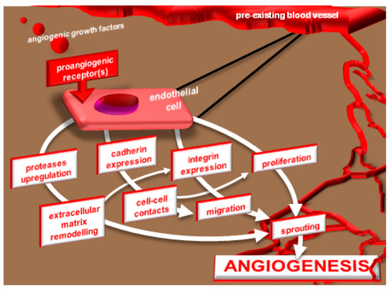 Molecules Free Full Text Heparin Heparan Sulfate Proteoglycans Glycomic Interactome In Angiogenesis Biological Implications And Therapeutical Use Html Molecules Free Full Text Heparin Heparan Sulfate Proteoglycans Glycomic Interactome In Angiogenesis Biological Implications And Therapeutical Use Html