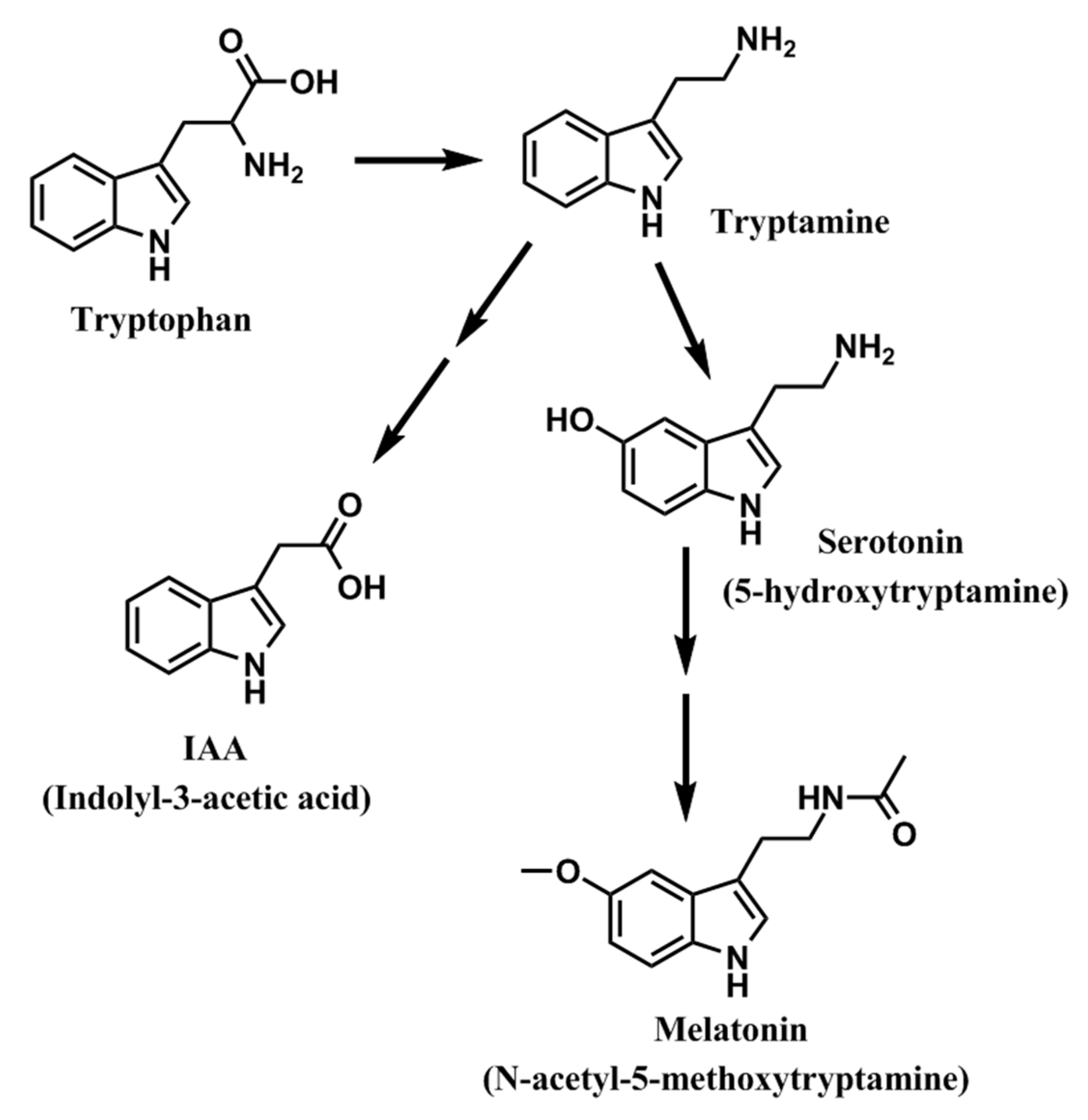 Синтез мелатонина