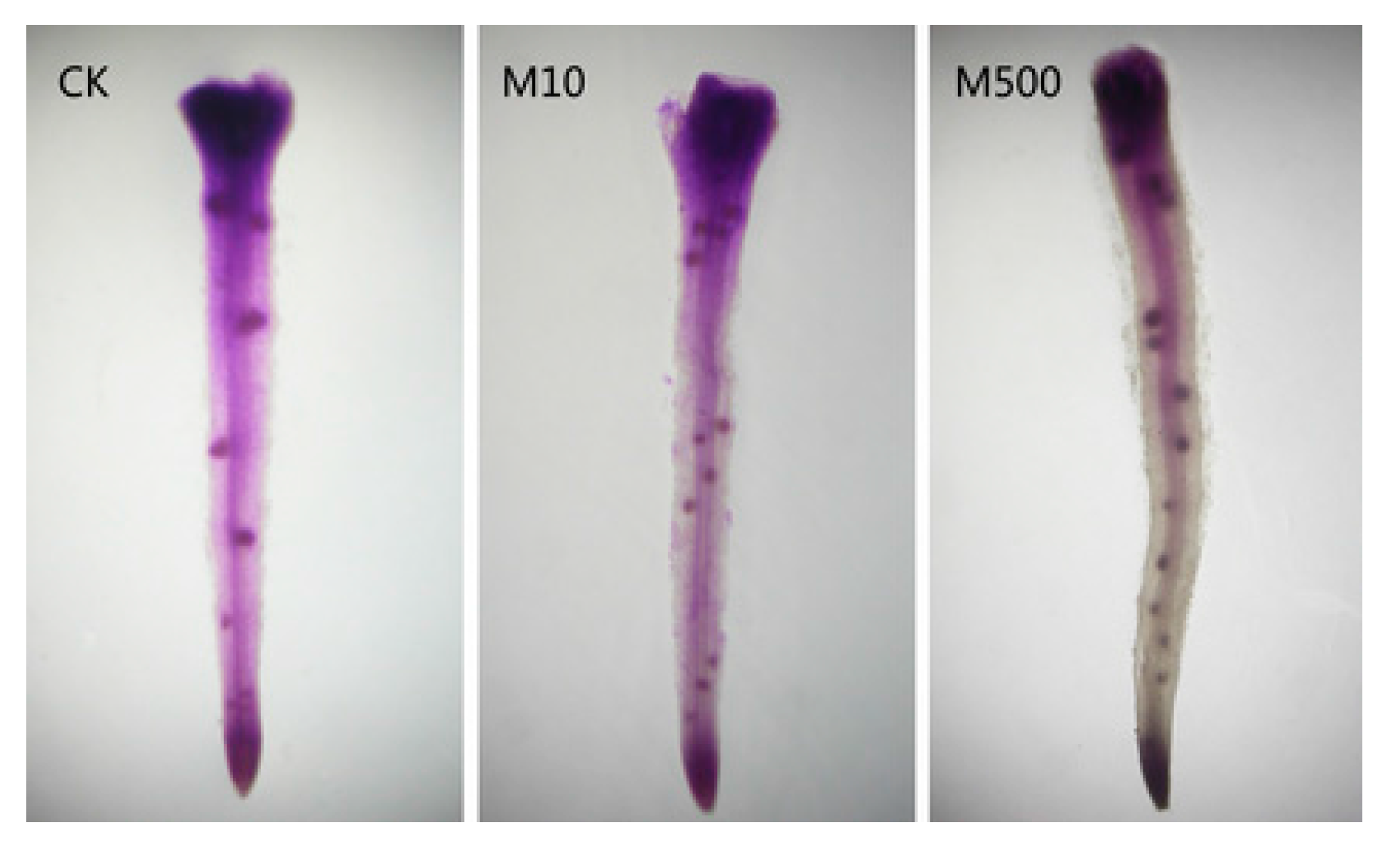 Molecules 20 07396 g010