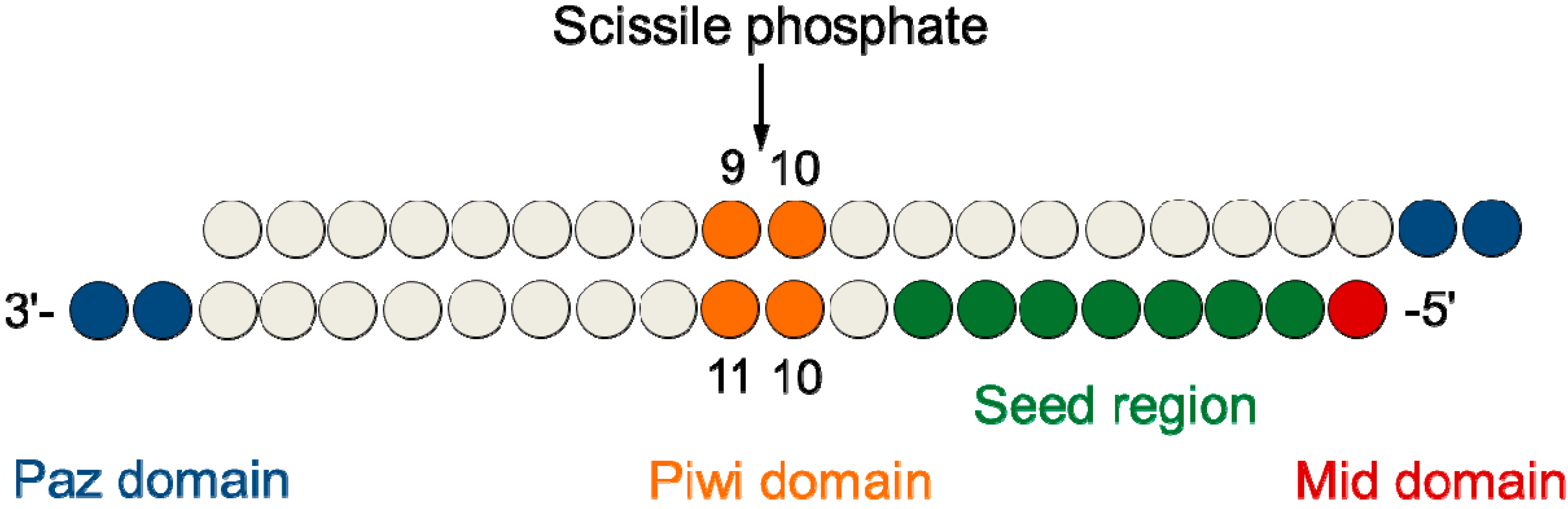 Molecules Free Full Text Modulation Of The Rna Interference Activity Using Central Mismatched Sirnas And Acyclic Threoninol Nucleic Acids Atna Units Html