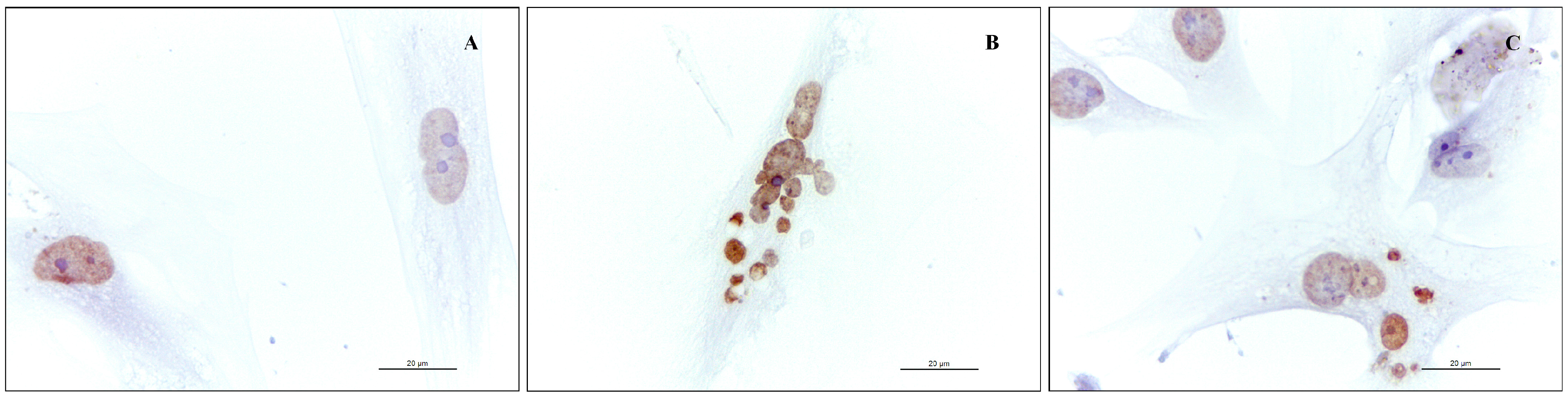 Molecules 20 08409 g004