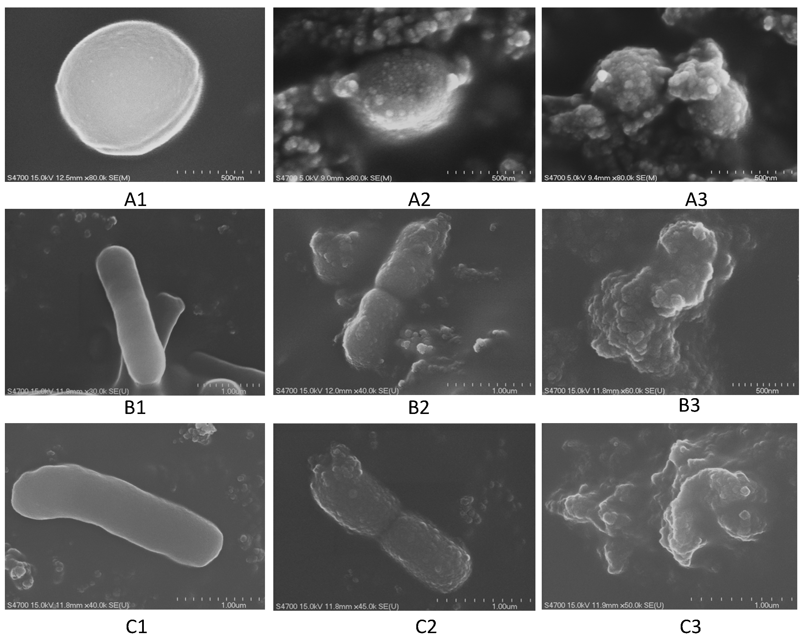 Molecules 20 11119 g003