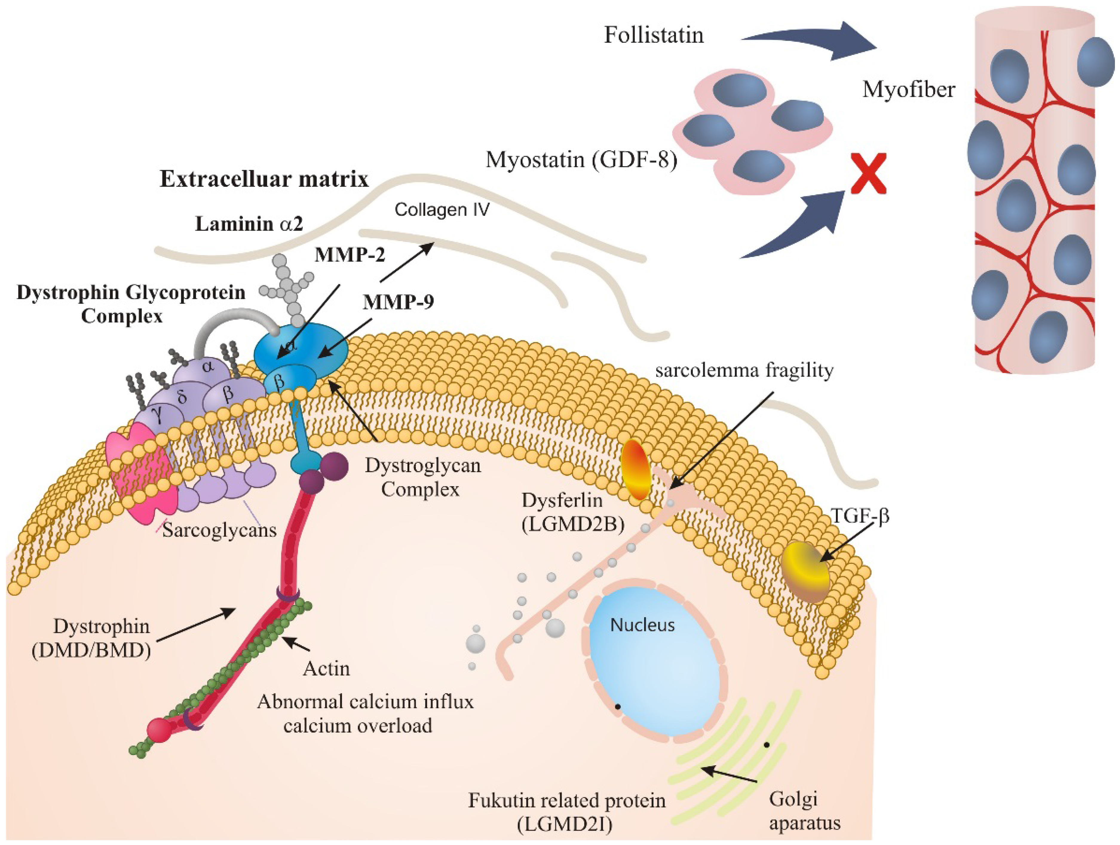 Molecules | Free Full-Text | Non-Invasive Biomarkers for Duchenne