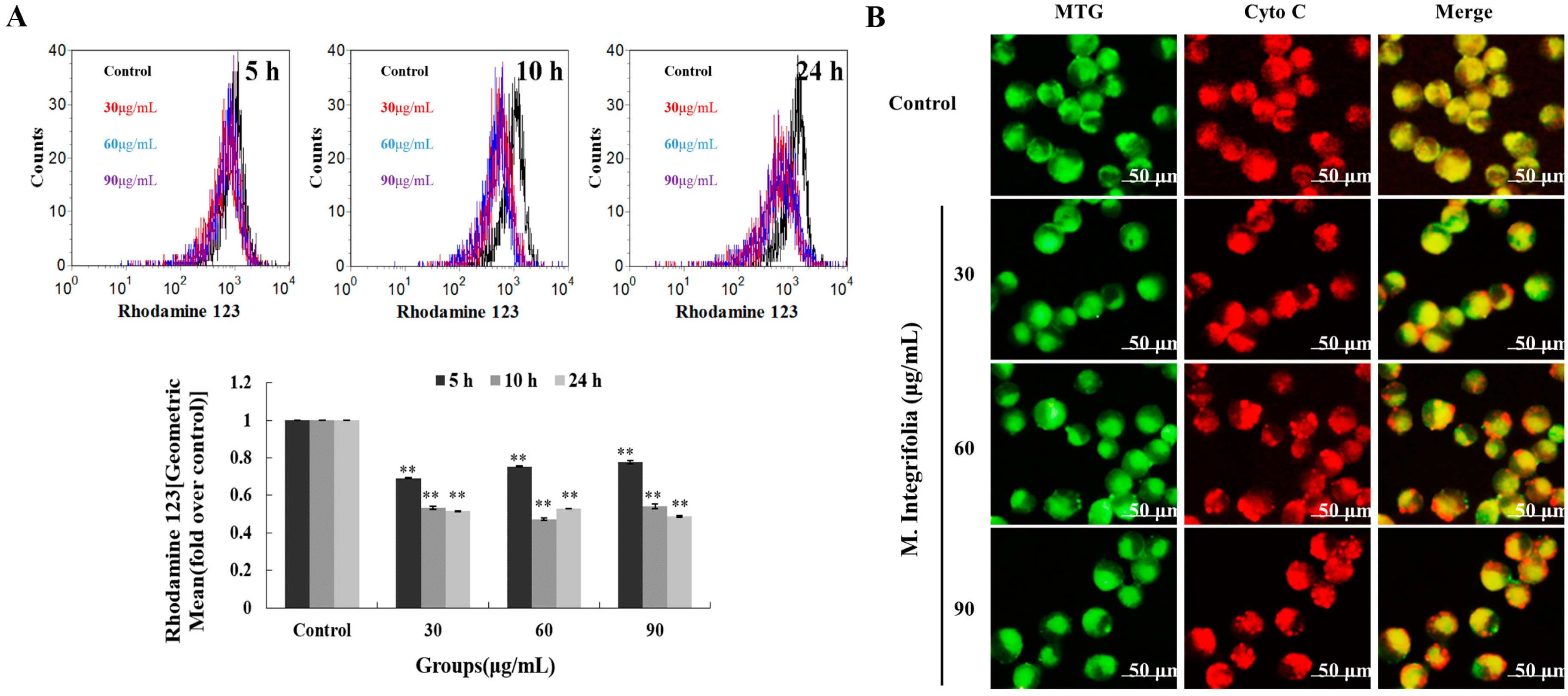 Molecules | Free Full-Text | Induction of Mitochondrial Dependent