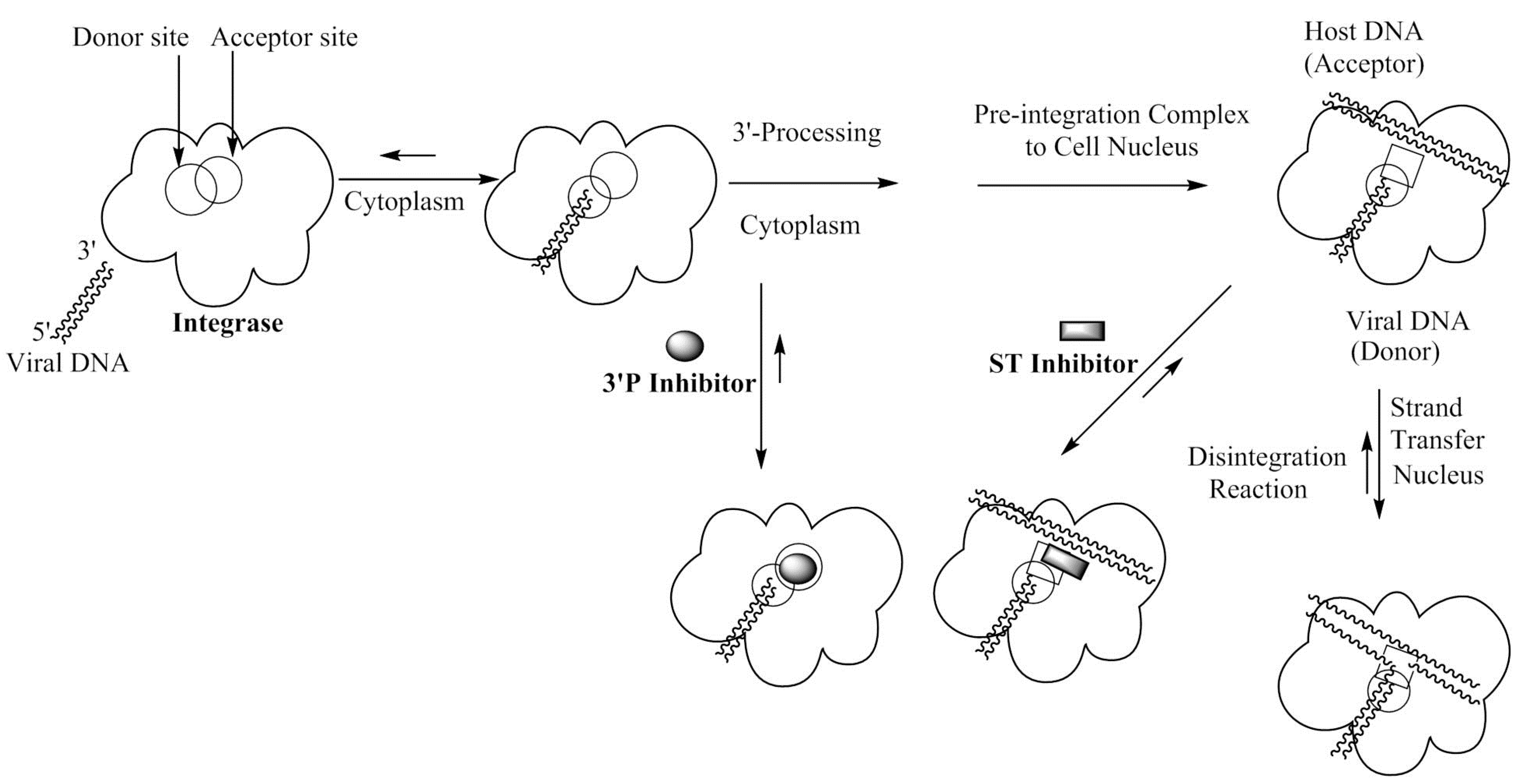 Molecules 20 12623 g001 550
