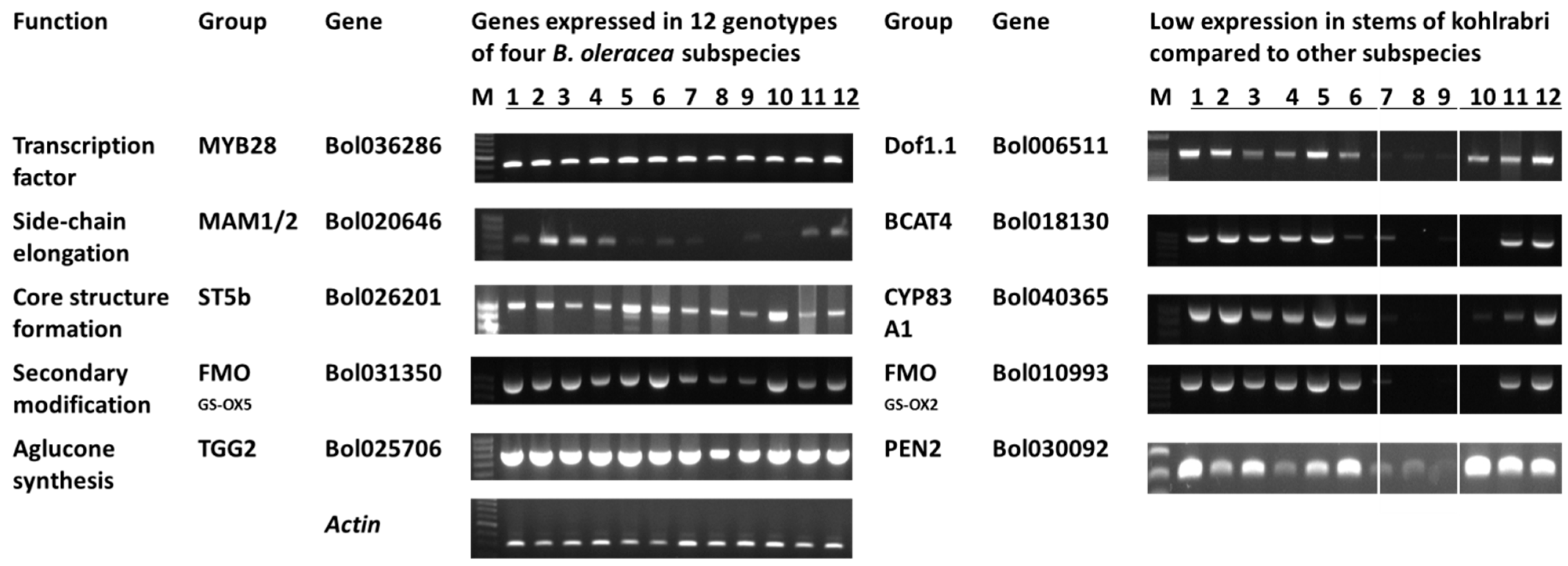 Molecules 20 13089 g002