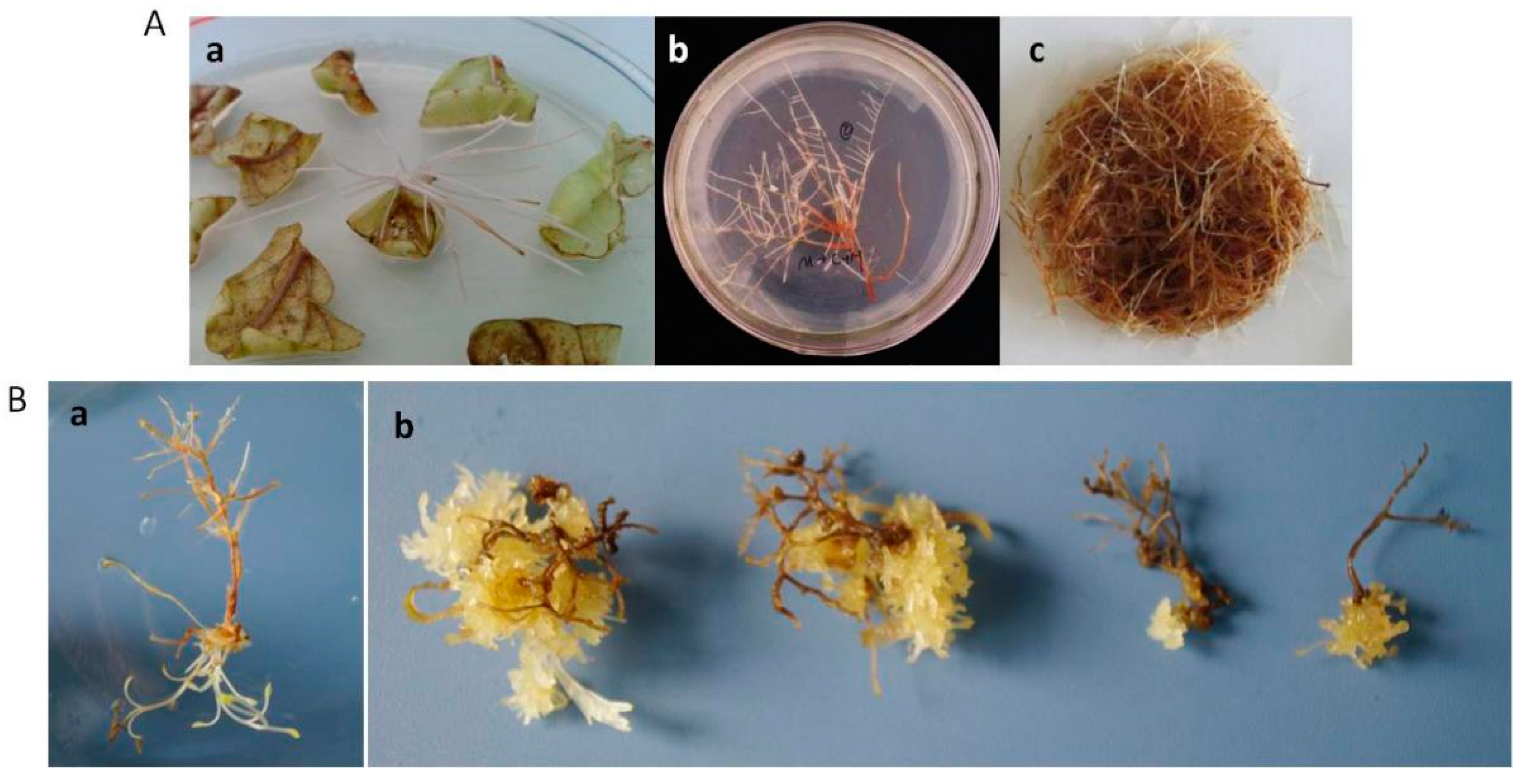 Molecules 20 19689 g007