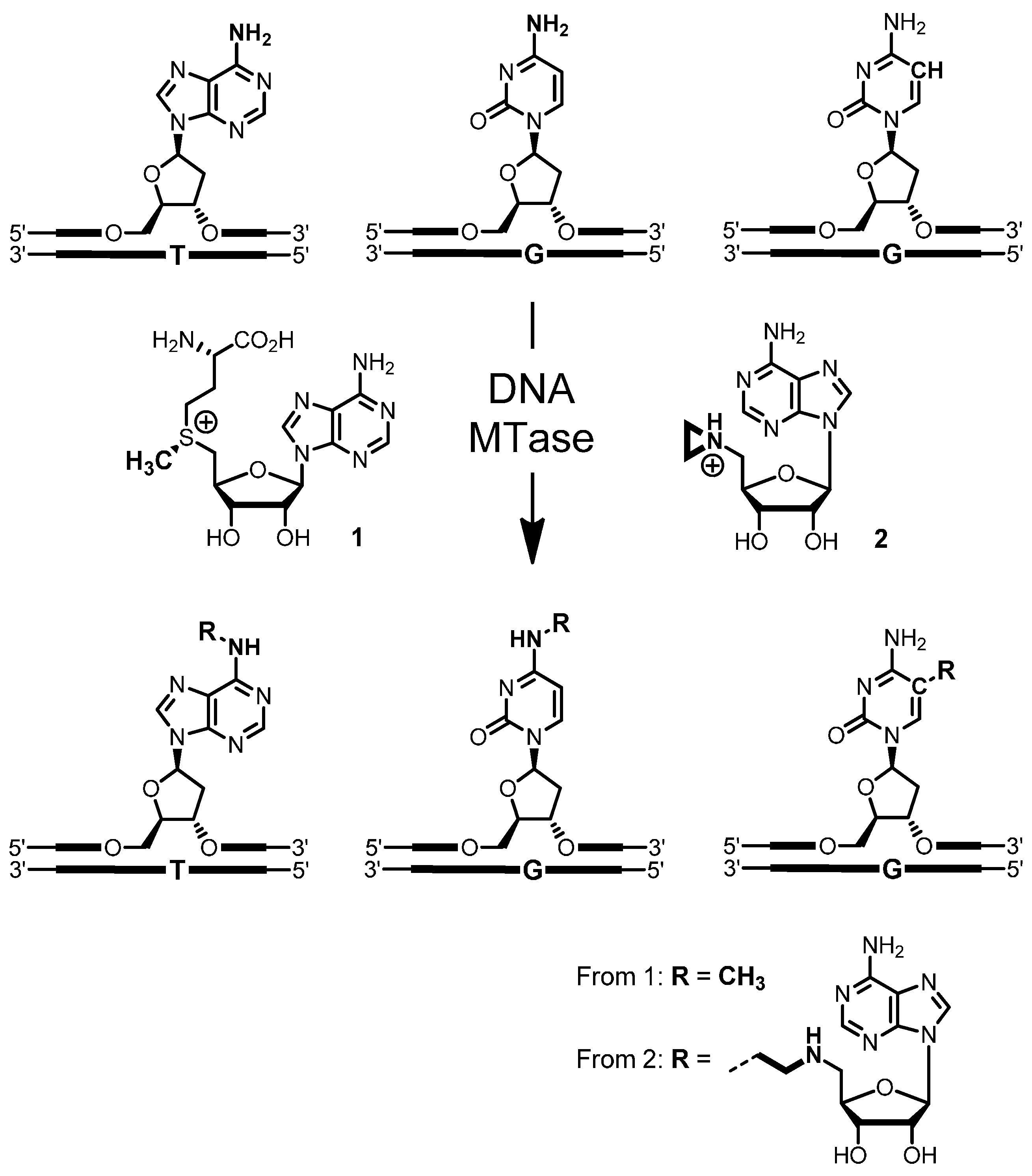 Molecules 20 19723 g006 550