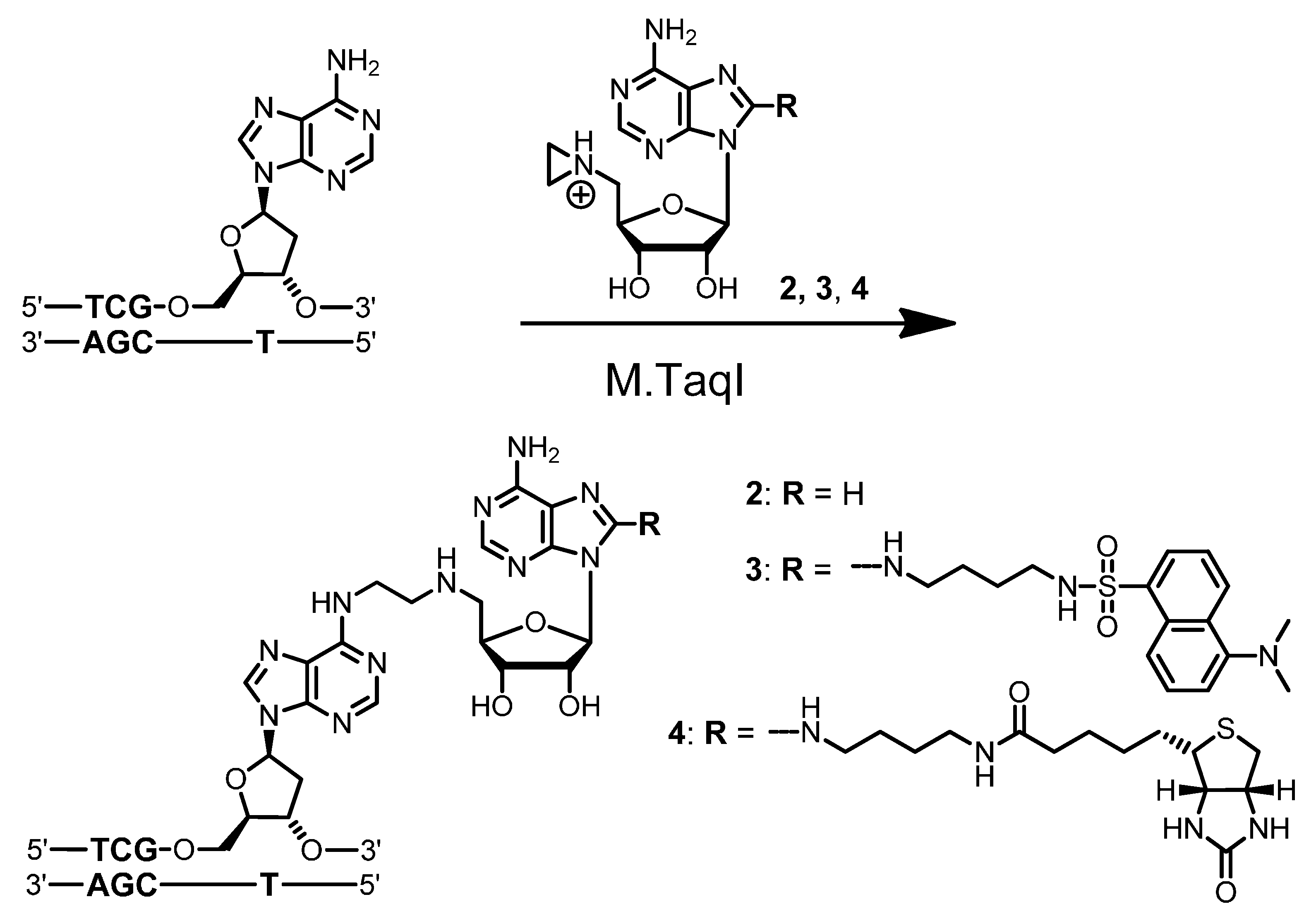 Molecules 20 19723 g007 550