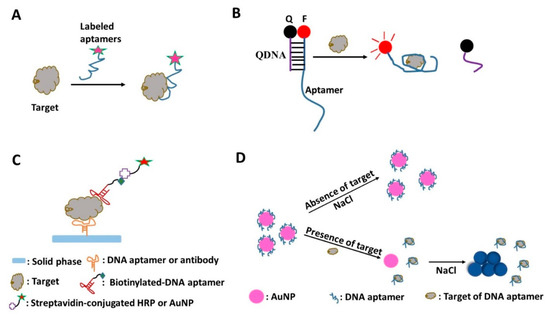 DNA Aptamers in the Diagnosis and Treatment of Human Diseases