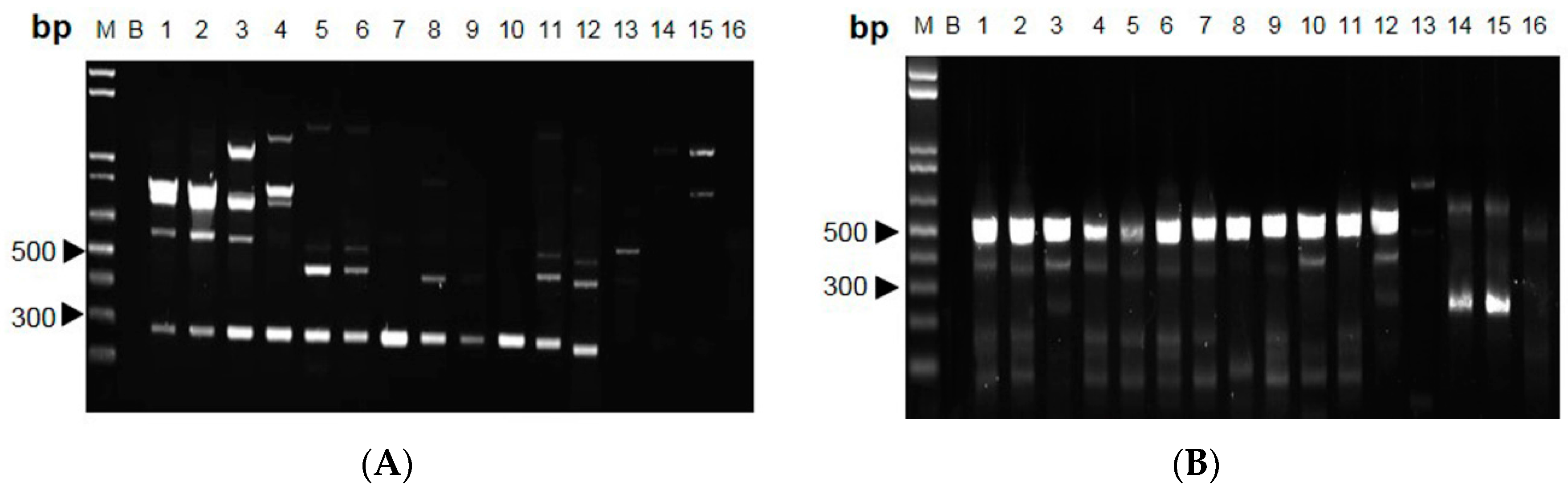 Molecules | Free Full-Text | Authentication of Cordyceps sinensis 