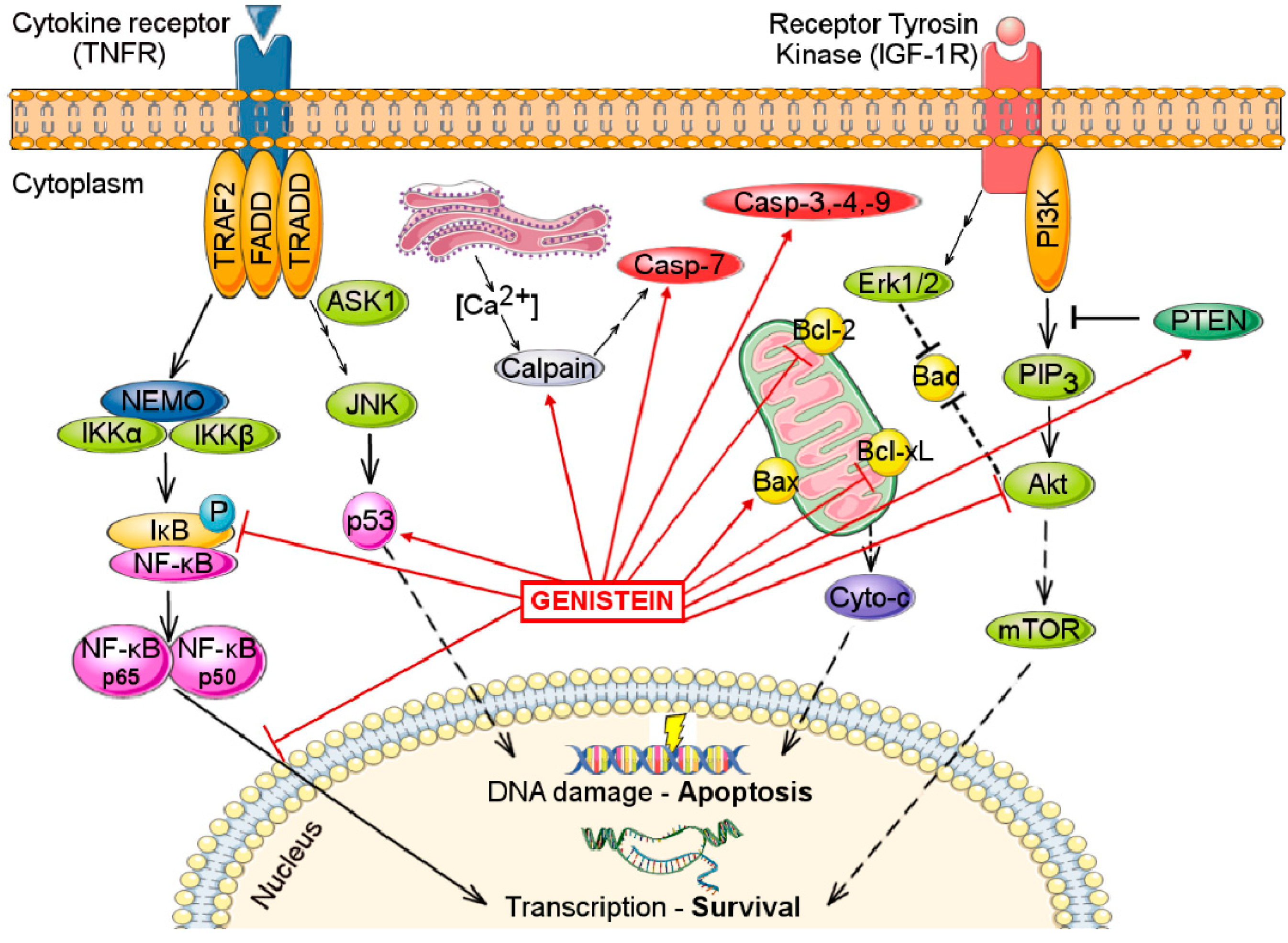 Molecules Free FullText Soy Isoflavones and Breast Cancer Cell Lines Molecular Mechanisms