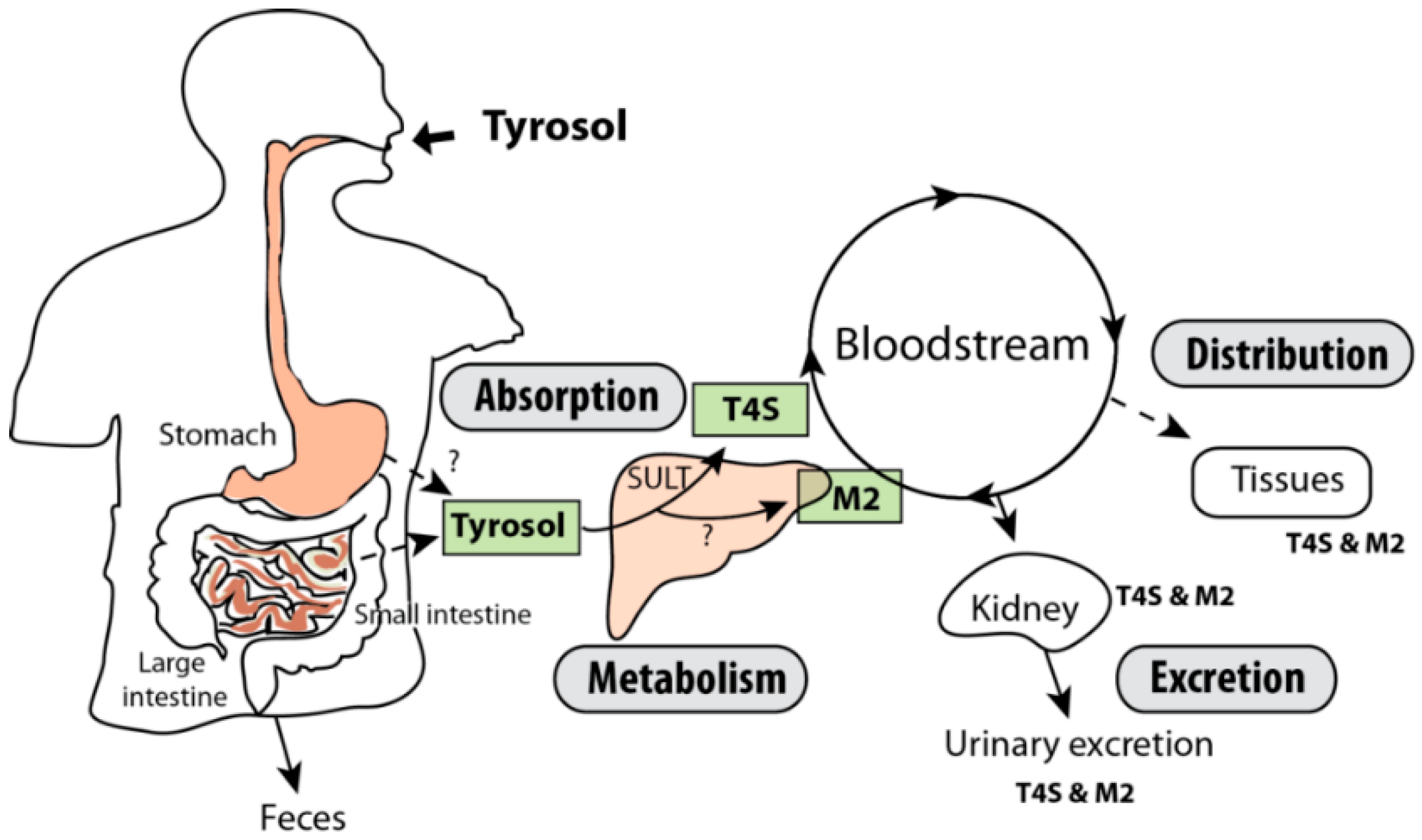Molecules 21 00128 g006