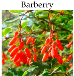 Molecules 21 00169 i014