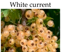 Molecules 21 00169 i018