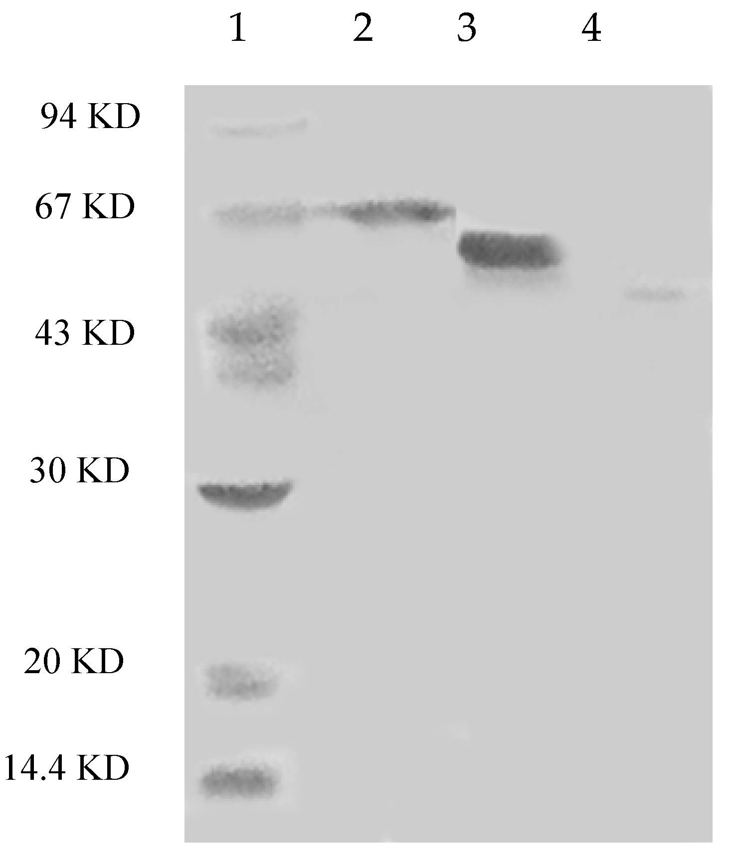 Molecules 21 00203 g002