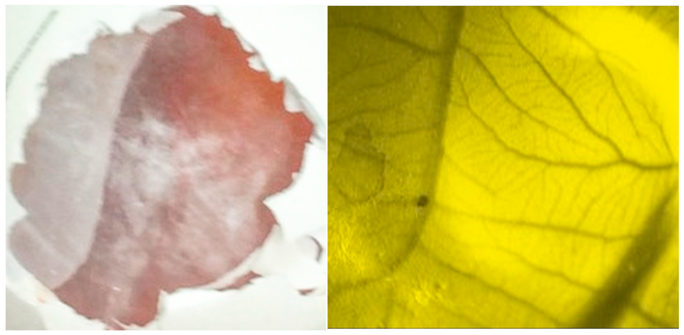 Molecules Free Full Text Chitosan Nanoparticles As Carriers For