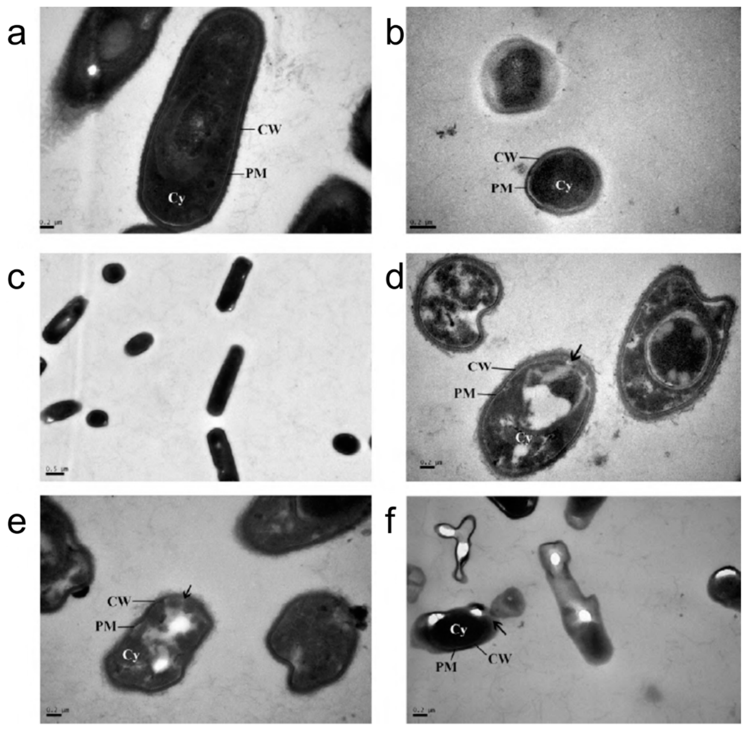 Molecules 21 00305 g003