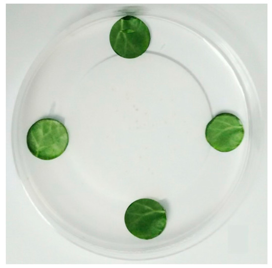 GC×GC-TOFMS Analysis of Essential Oils Composition from
