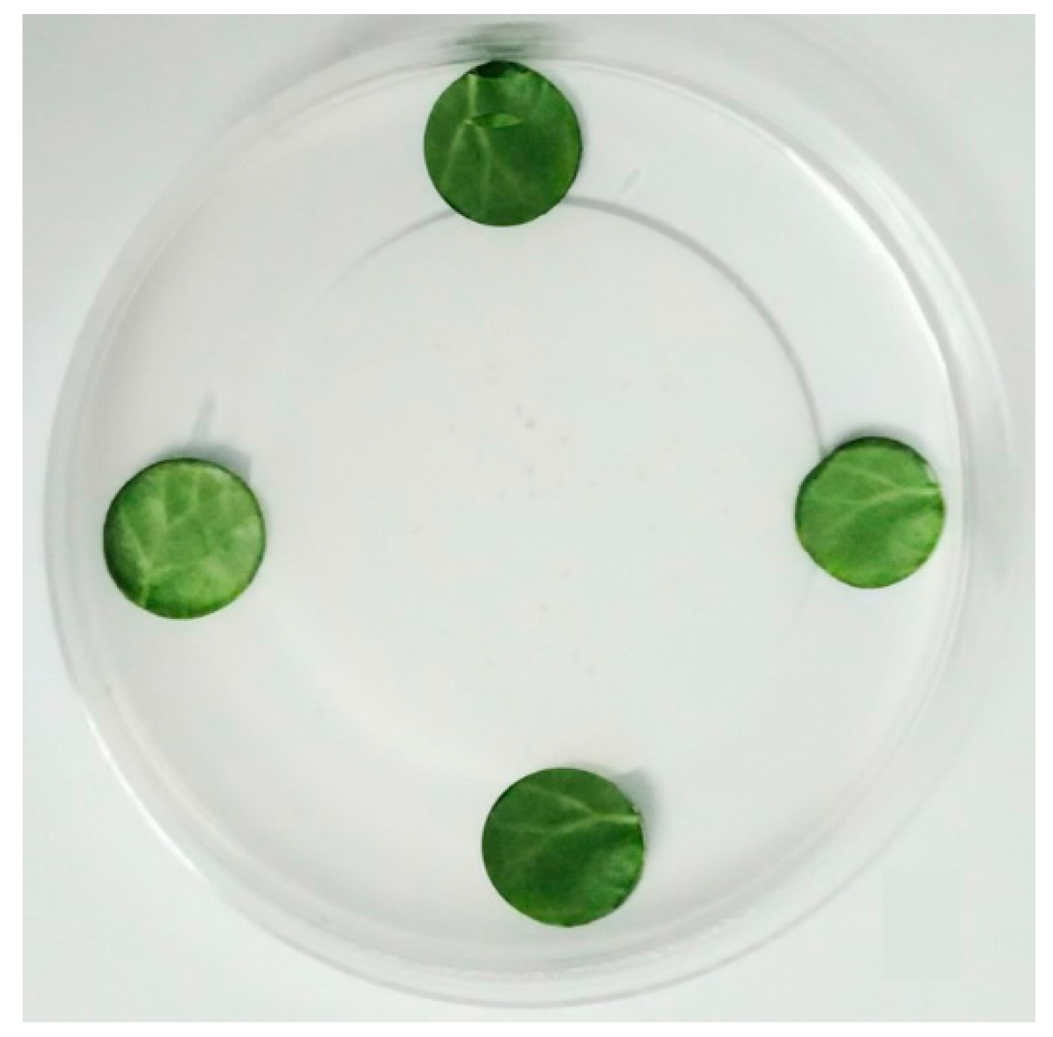 Molecules 21 00423 g002 550