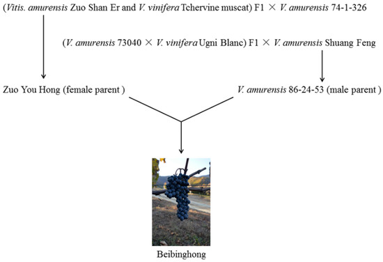 Phenolic and Chromatic Properties of Beibinghong Red Ice
