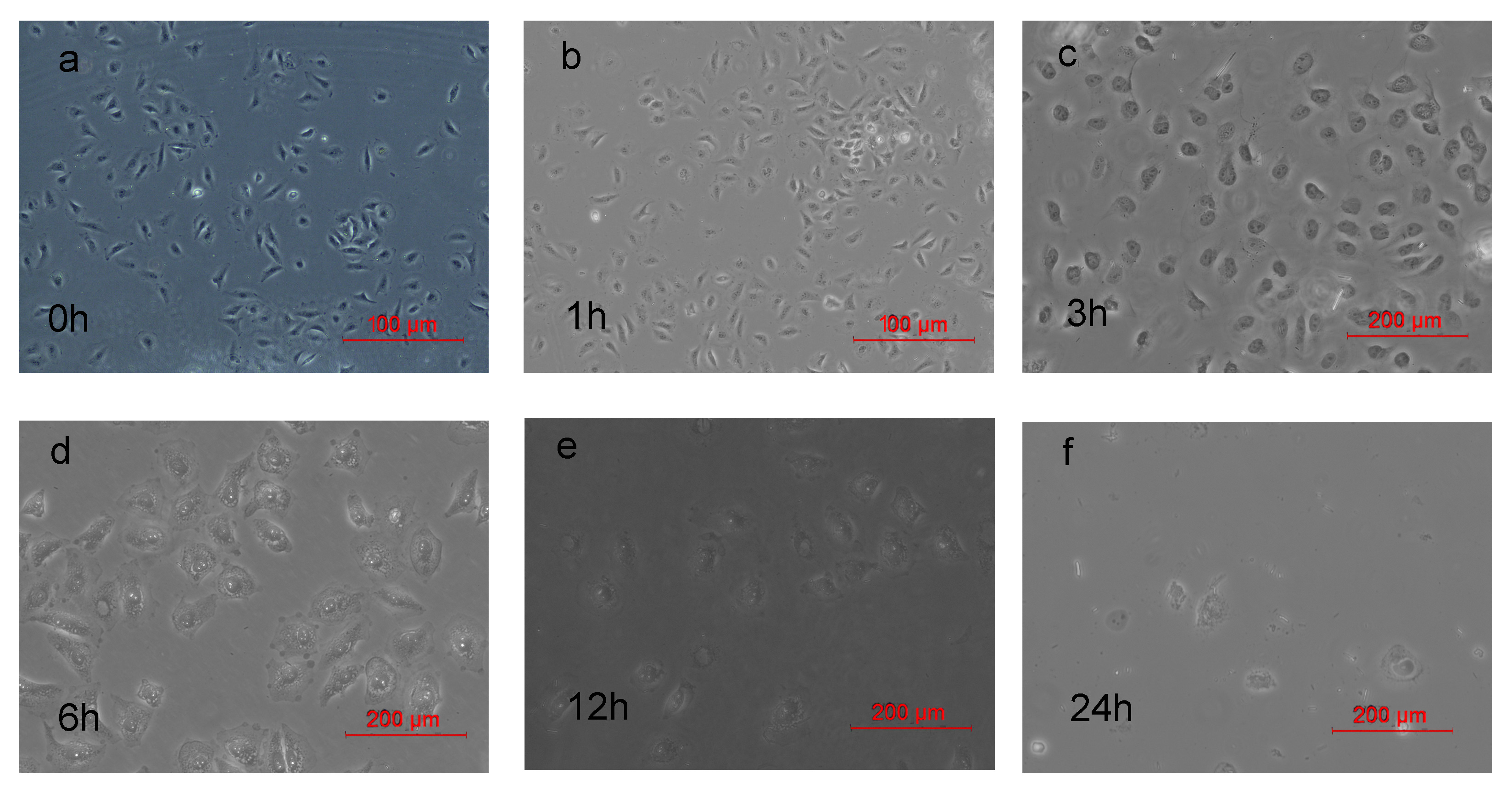 Molecules 21 00558 g005