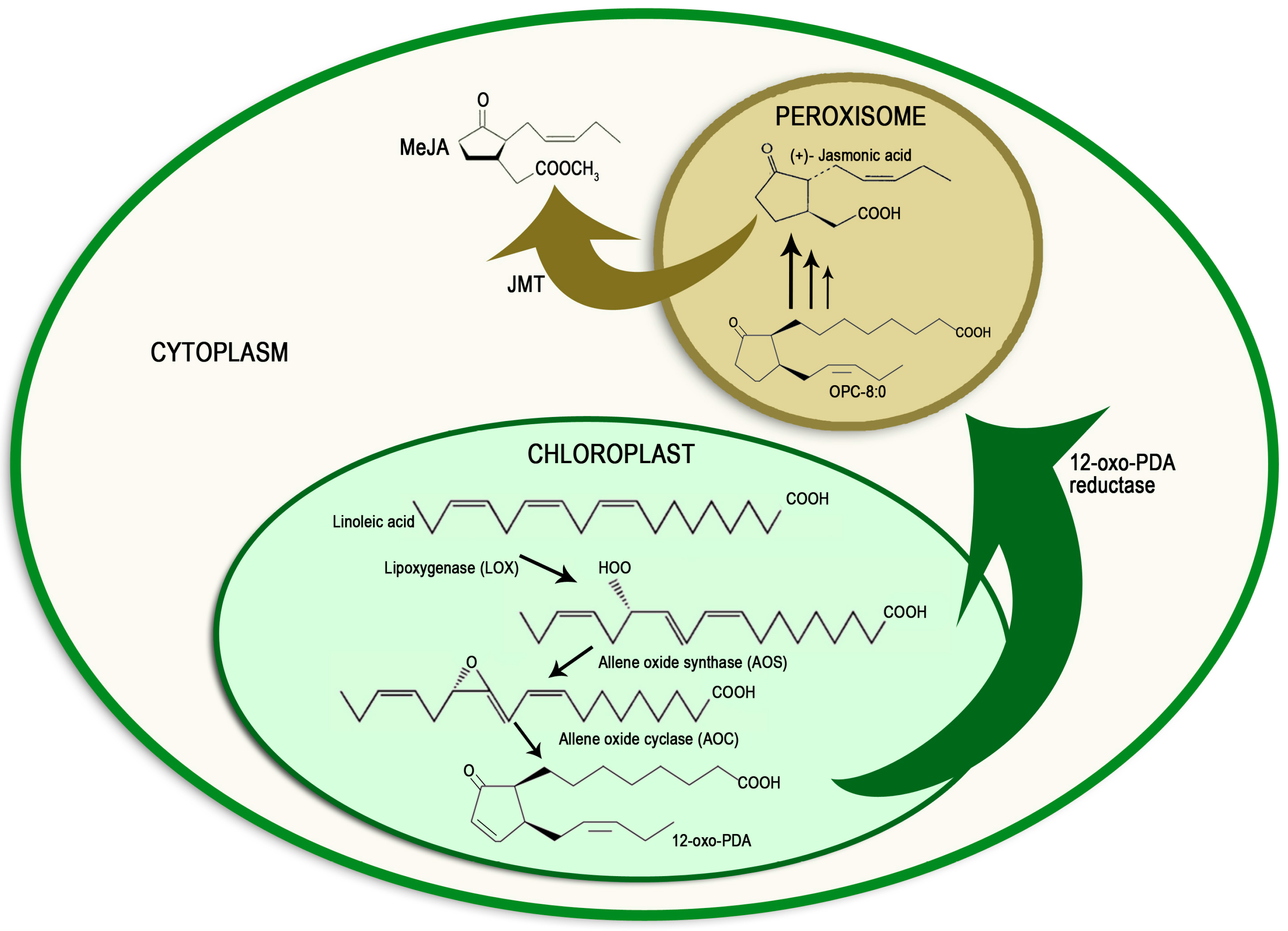 Molecules 21 00567 g001