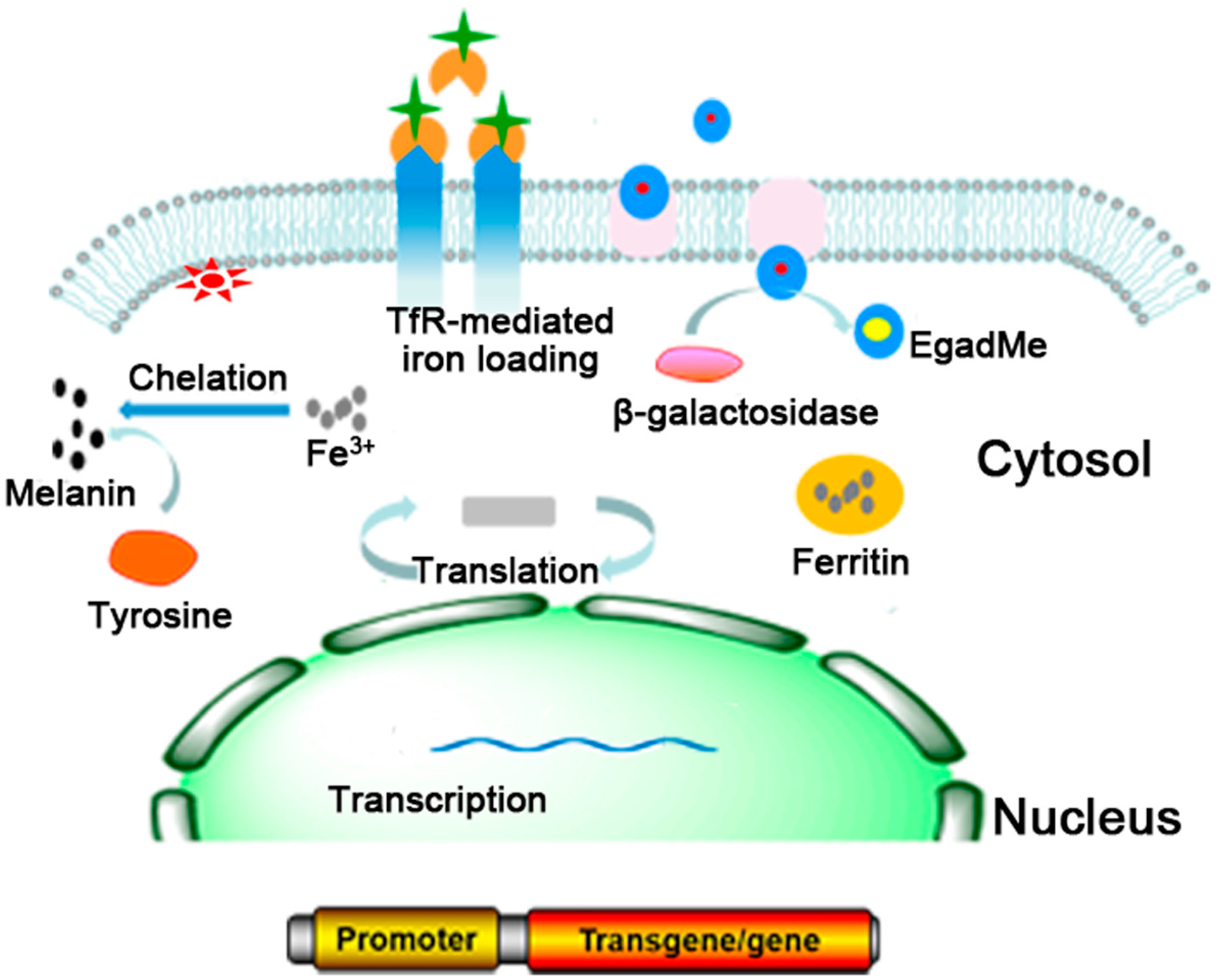 molecules free full text mri reporter genes for reporter genes