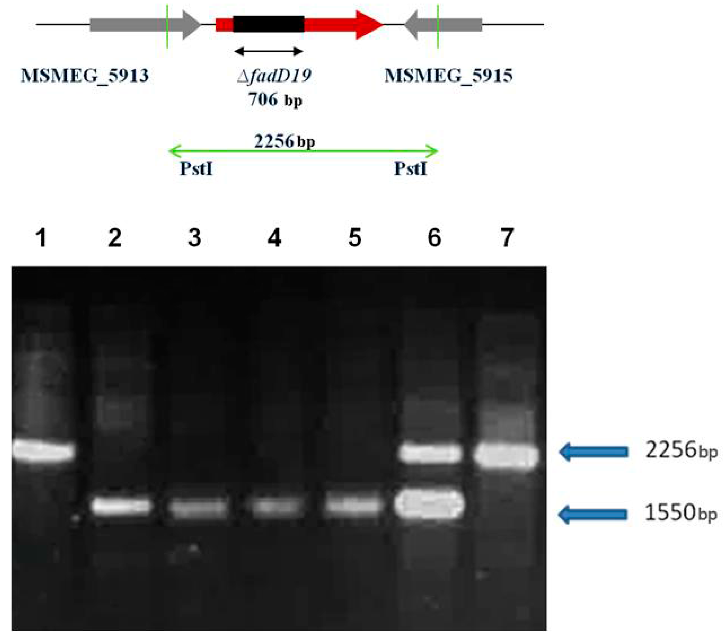 Molecules 21 00598 g003