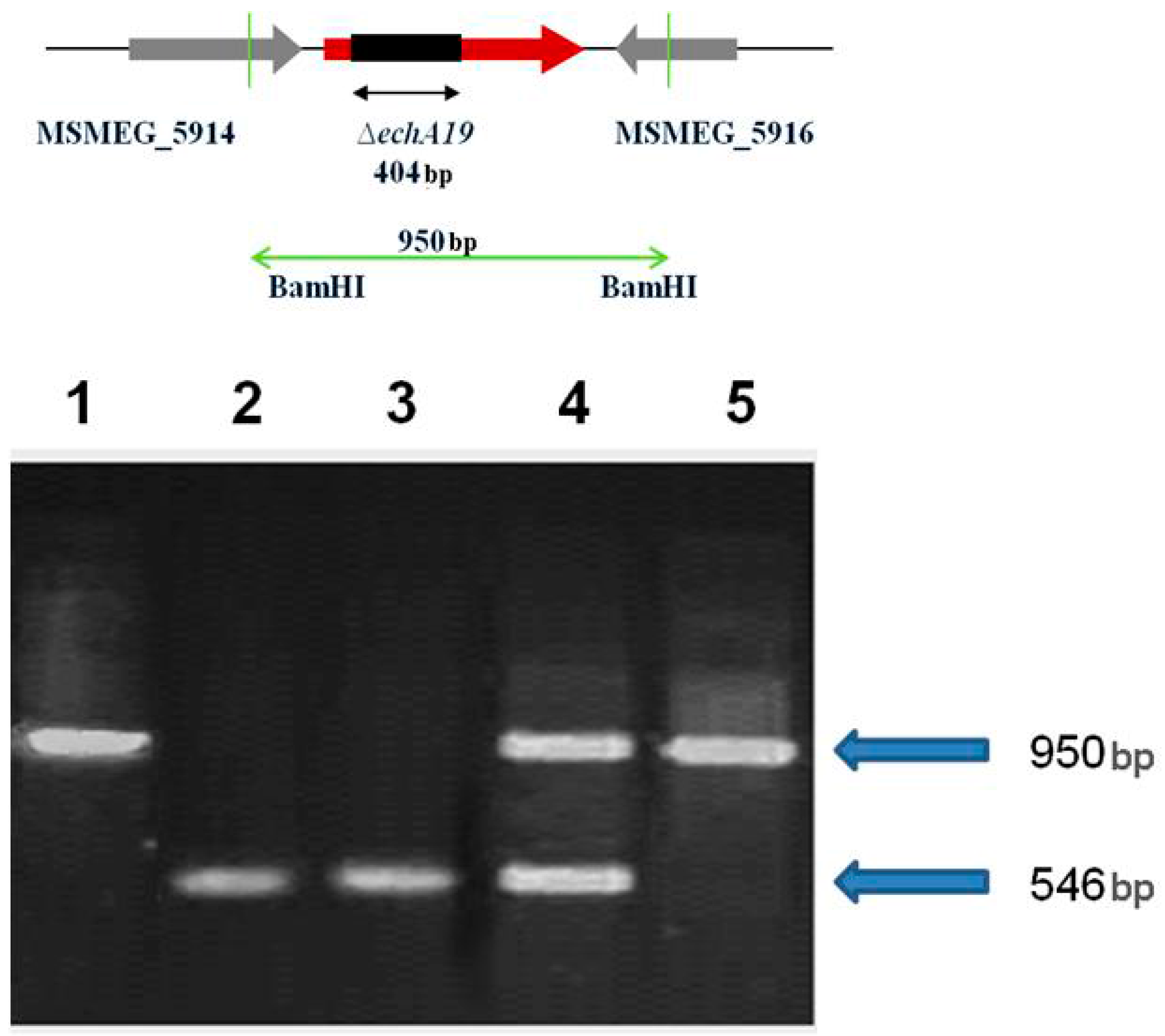 Molecules 21 00598 g004