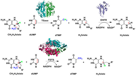 Molecules | Free Full-Text | Flavin-Dependent Thymidylate Synthase