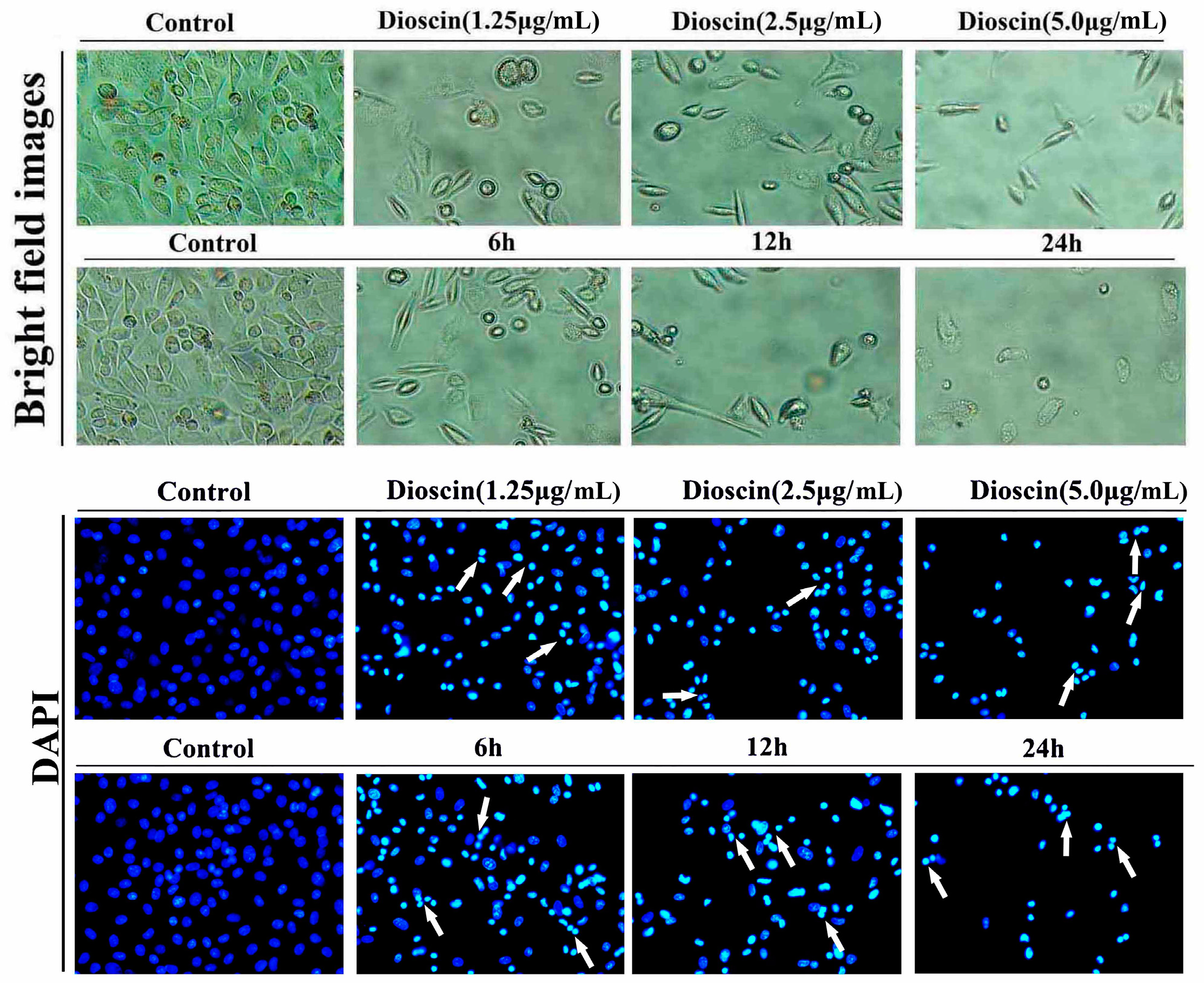 Molecules 21 00730 g004