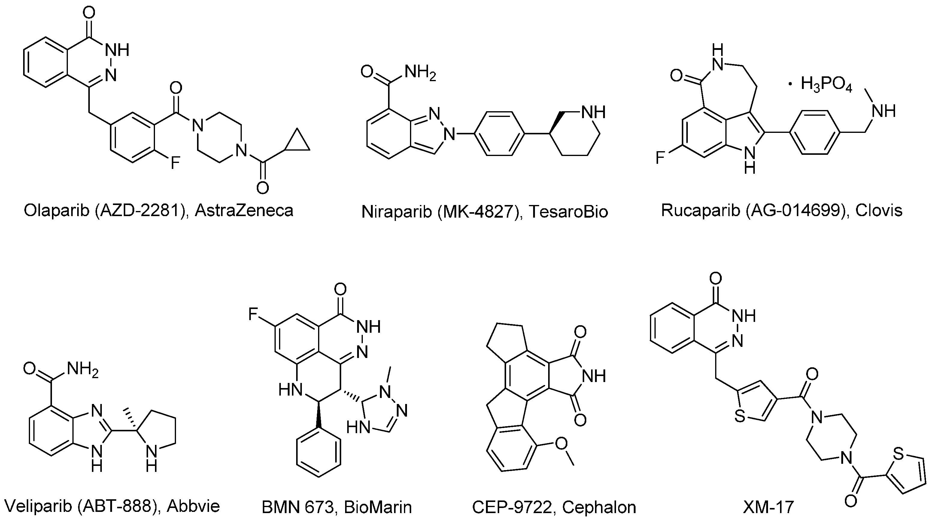 Parp1. Олапариб механизм действия. Parp1 над +. Syngas molecules. Ингибиторы рака