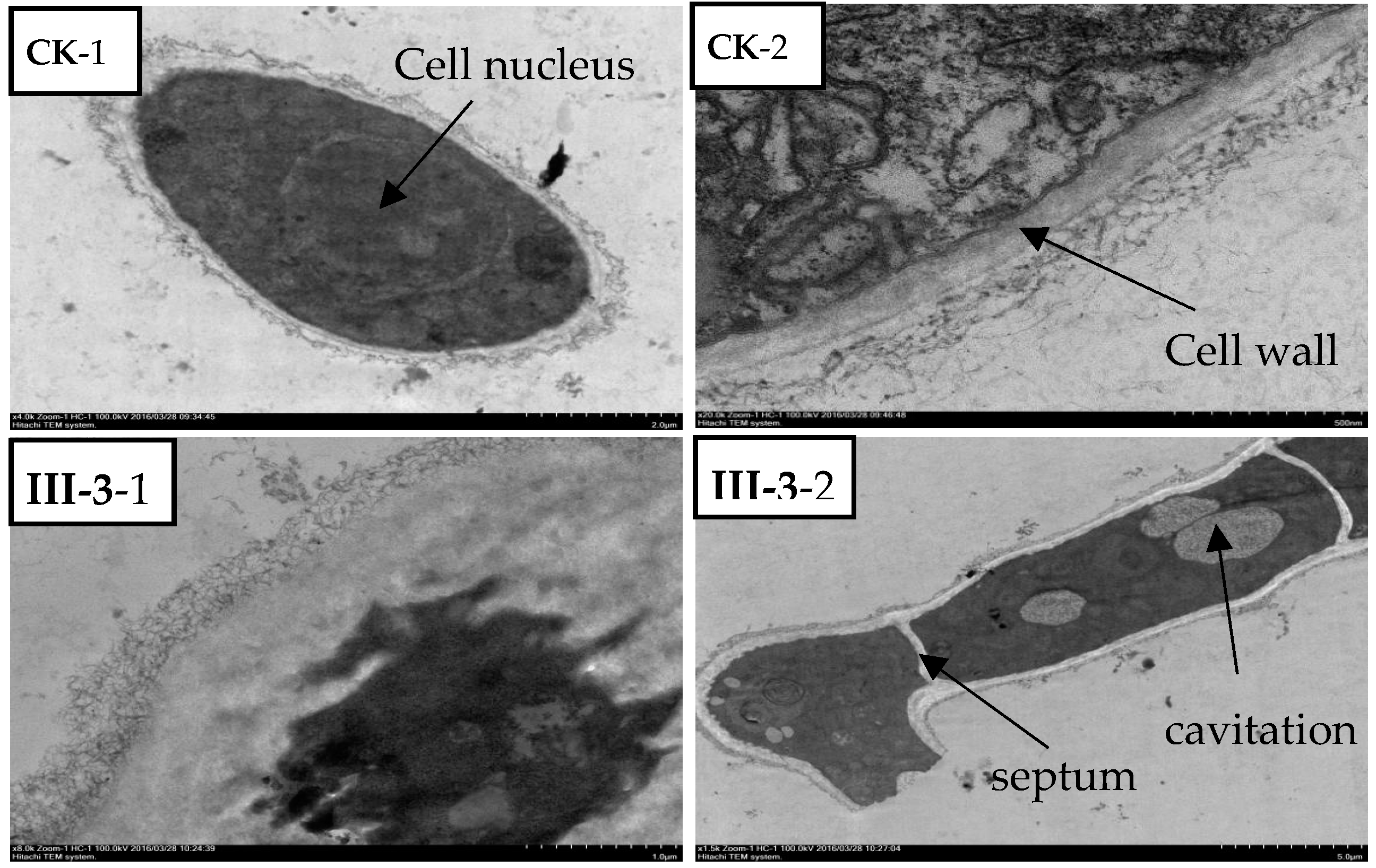 Molecules 21 00828 g009a 550