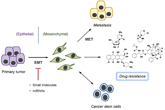 Molecules Free Full Text Targeting Epithelial Mesenchymal Transition Emt To Overcome Drug Resistance In Cancer Html Molecules Free Full Text Targeting Epithelial Mesenchymal Transition Emt To Overcome Drug Resistance In Cancer Html