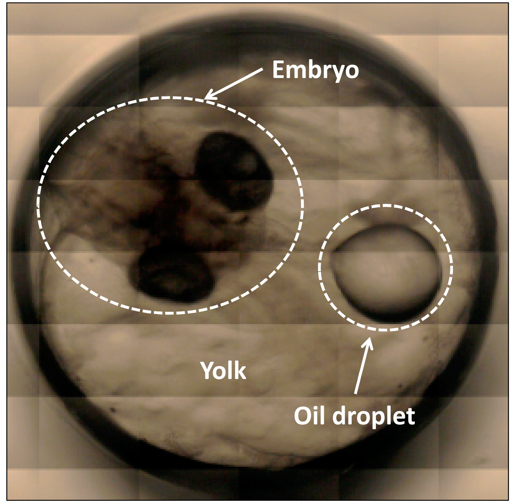 Molecules 21 01003 g001