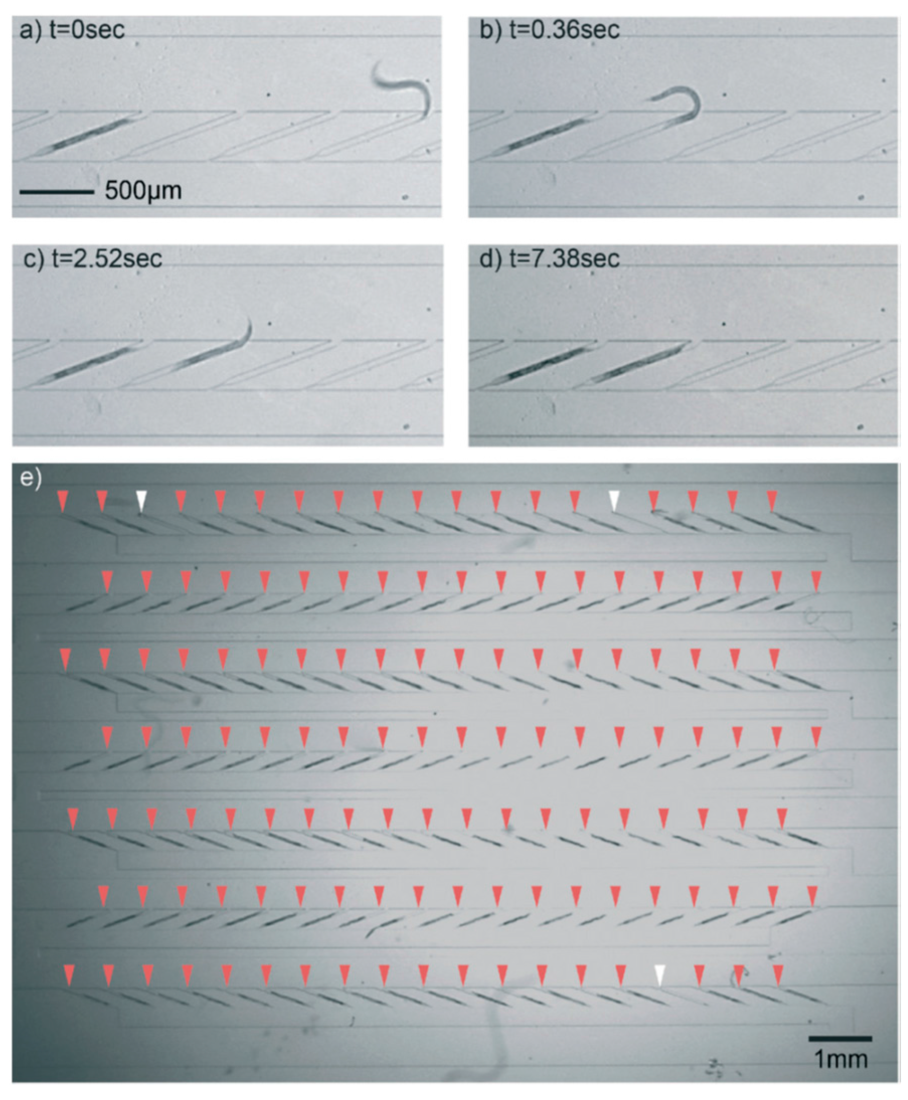 Molecules 21 01006 g006