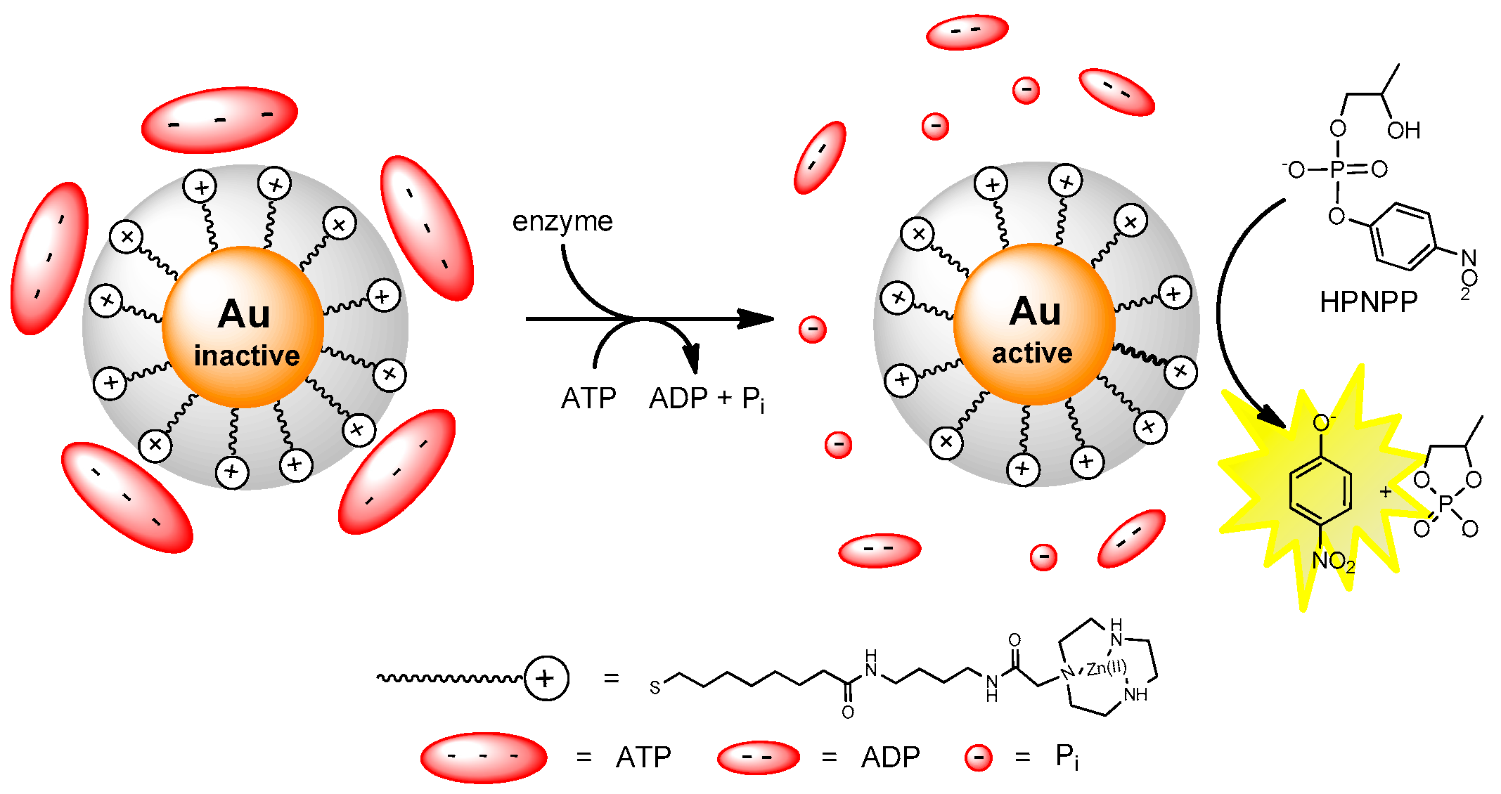 Molecules 21 01014 g008