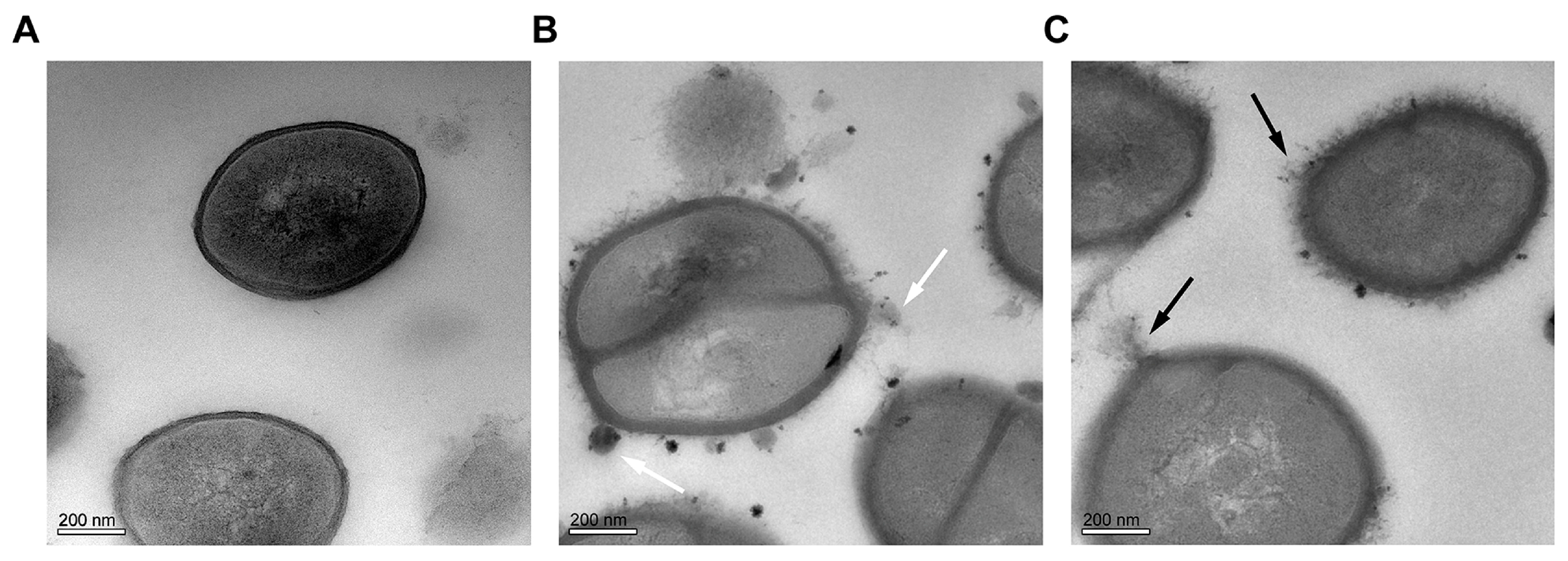 Molecules 21 01084 g006