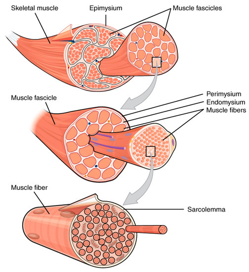 which of these characteristics applies only to cardiac muscle tissue?