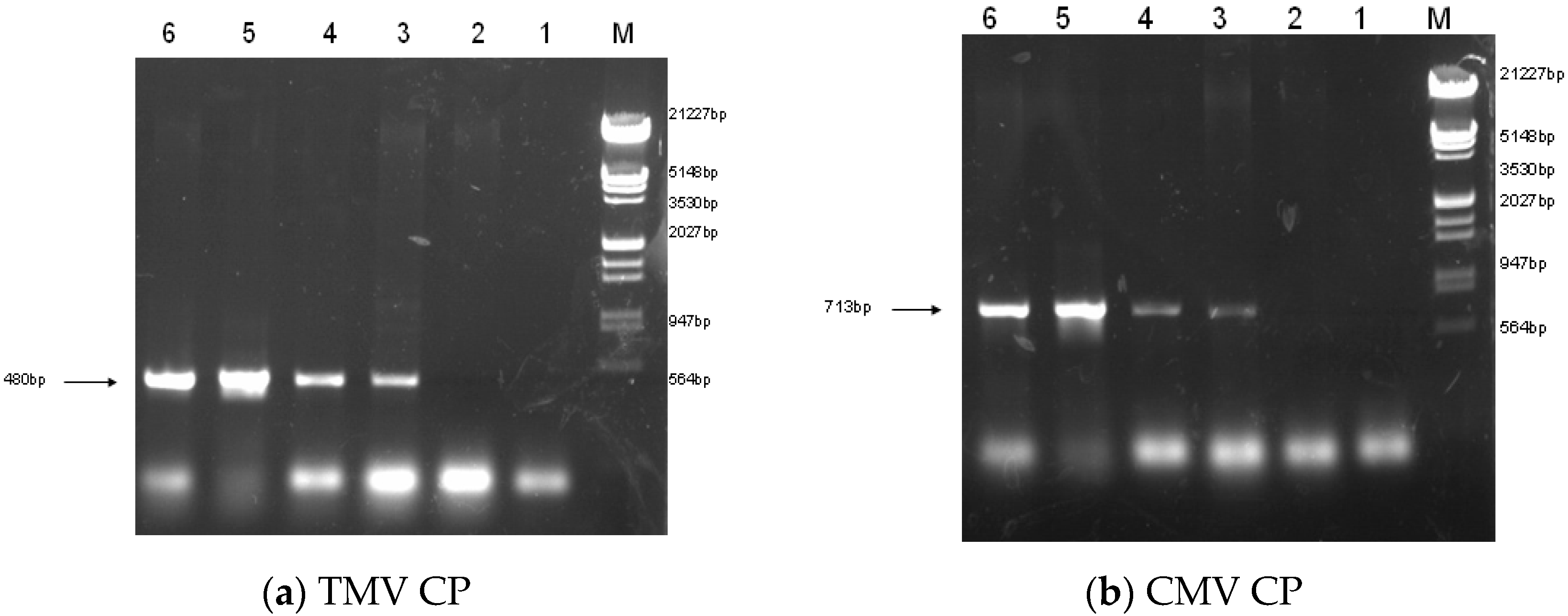 Molecules 21 01134 g001 550